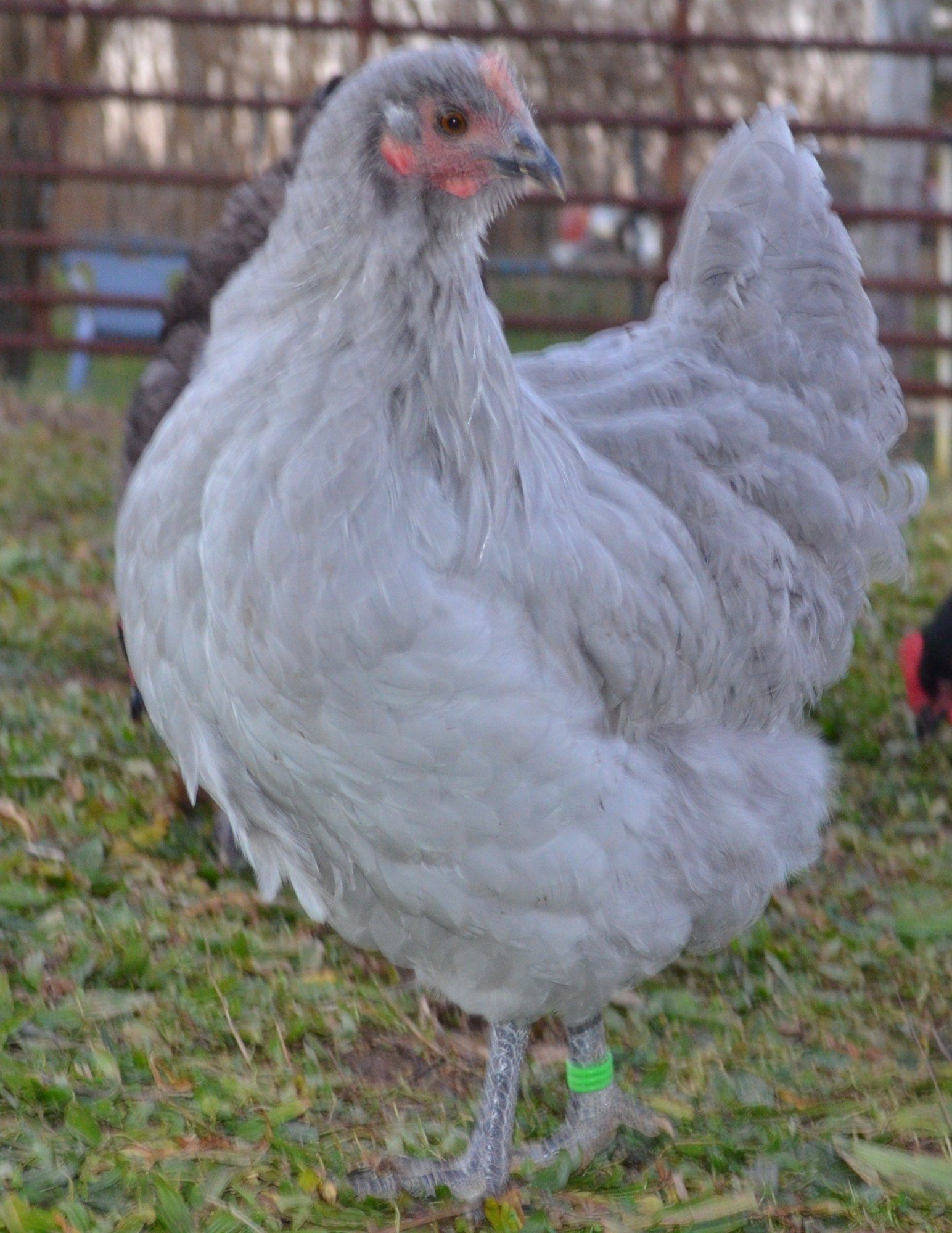 Lavener Orpington Pullet Hinkjc lines  About 4 months old