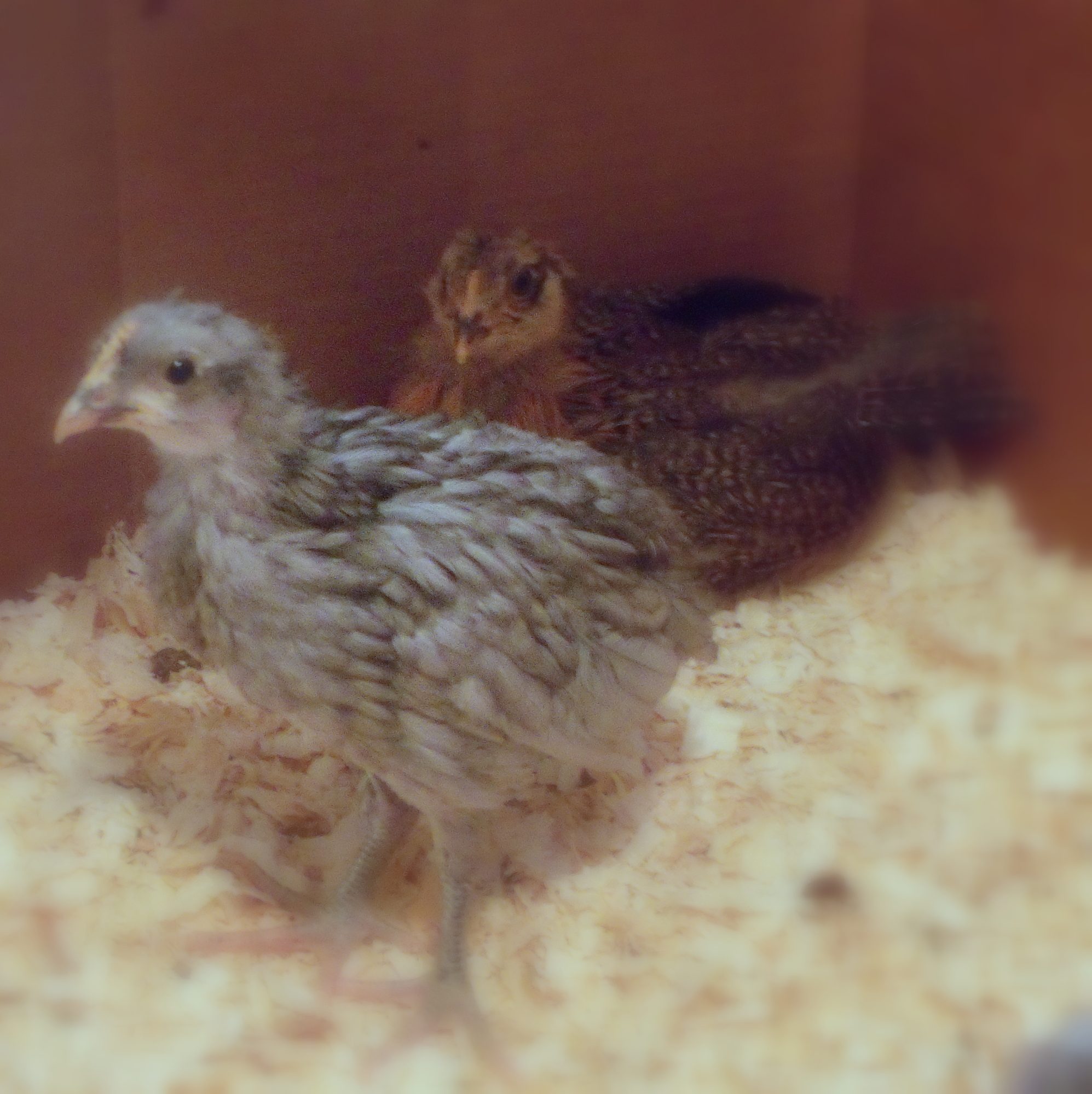 Laverne and Patty, 3 weeks old