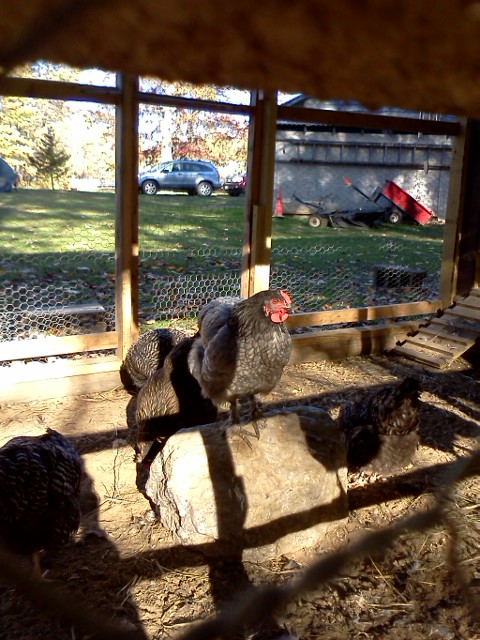 Laverne my Blue Cochin