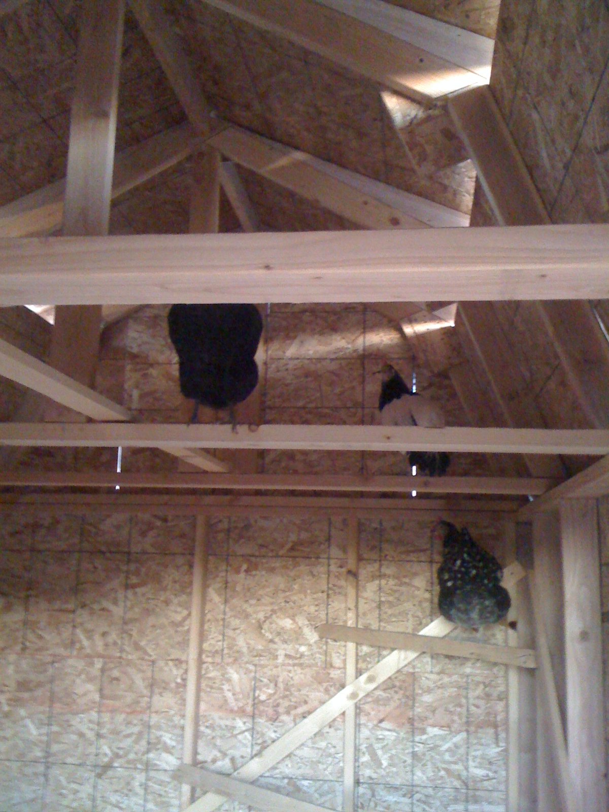 Layer coop