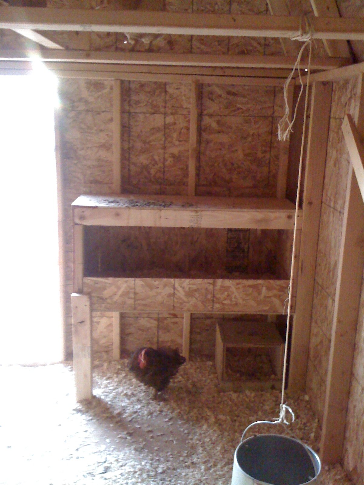 Layer coop
