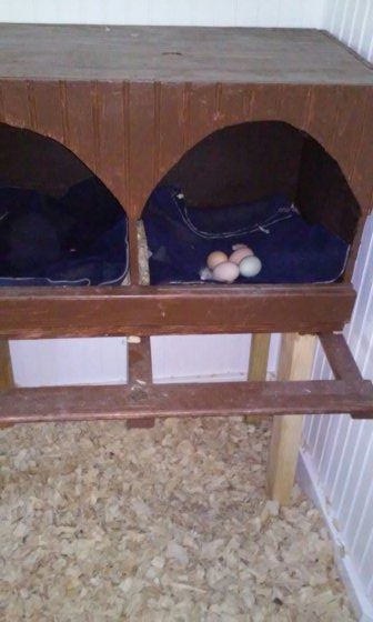 Laying box with scrap fleece material as a liner (they love it).