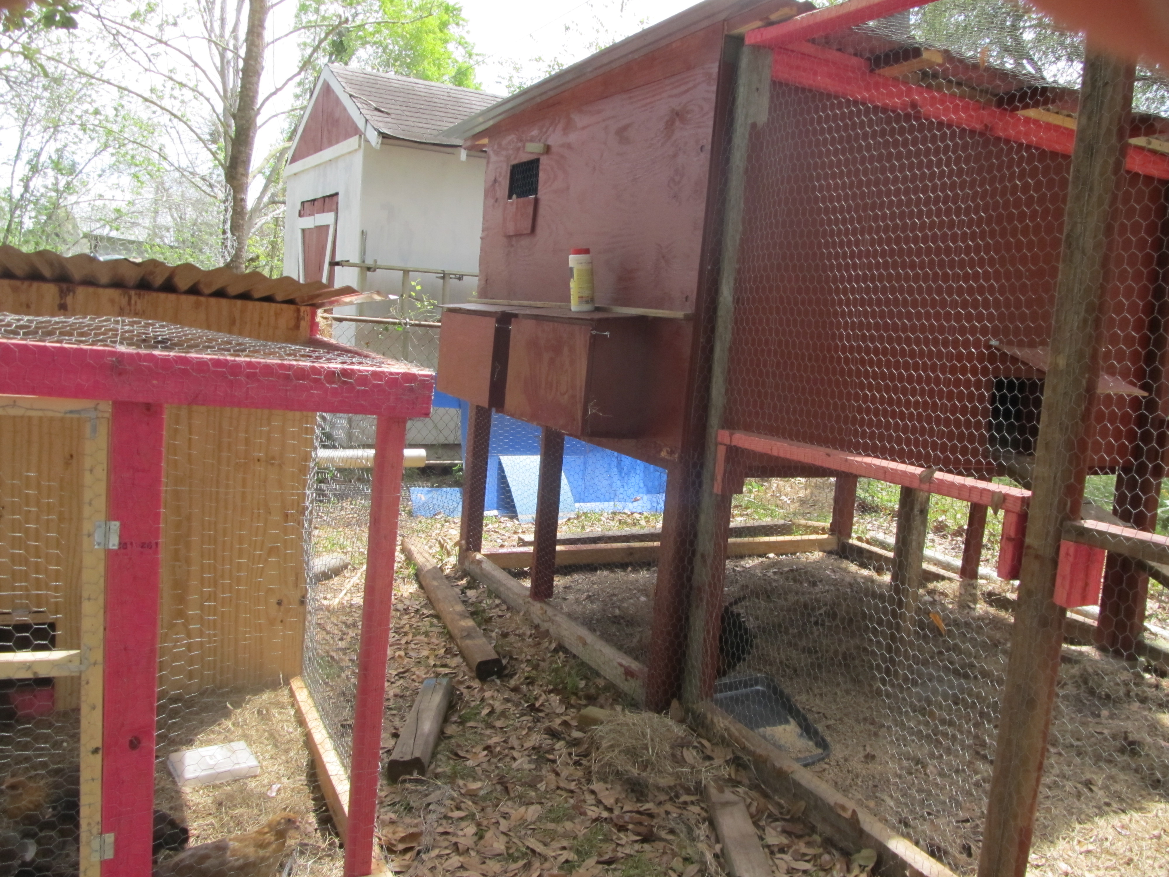 Laying Hen Coop-Boxes are accessed outside the yard and coop. So much better than the last house.
Side Shot