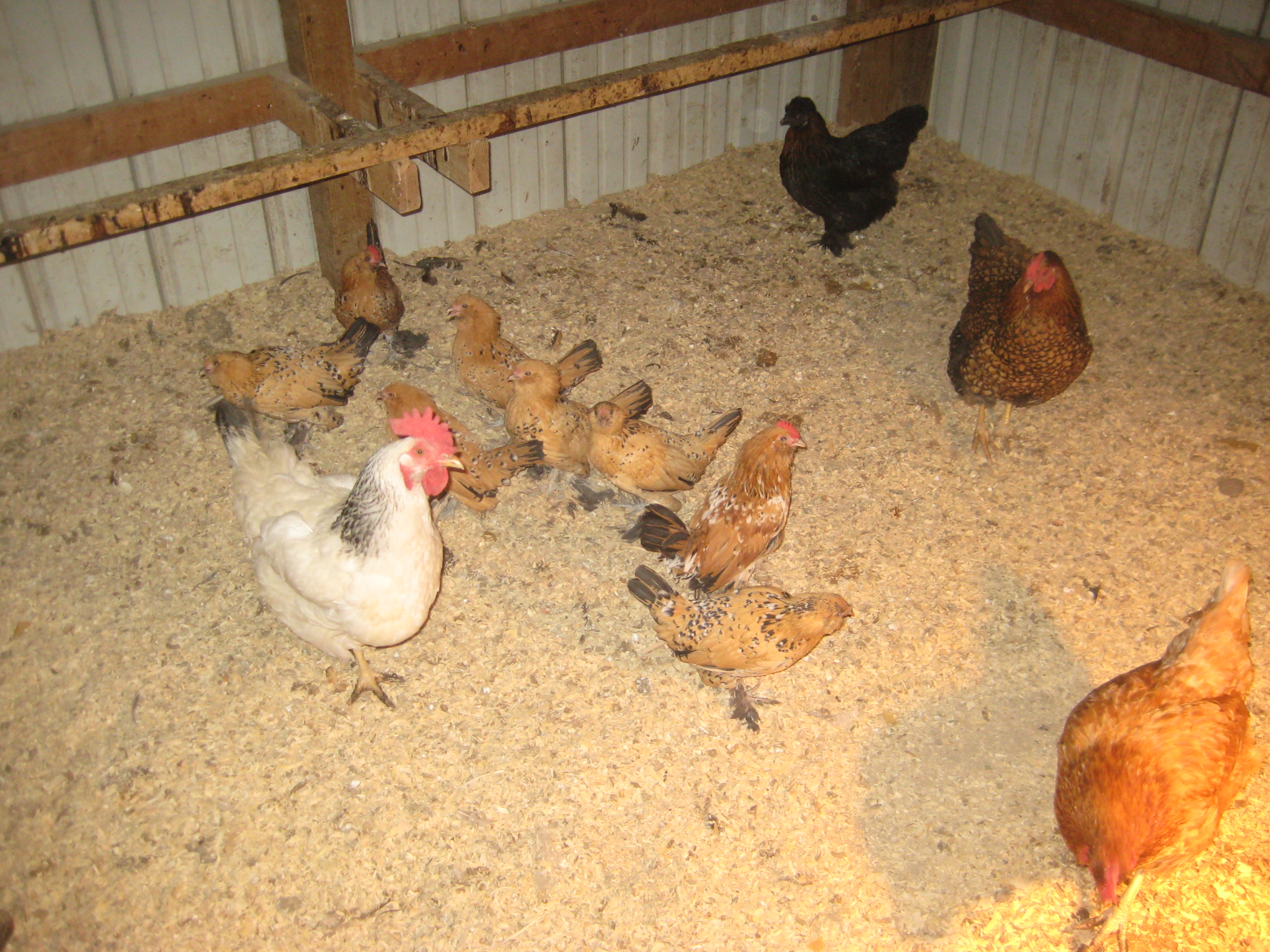 Laying hens and D'uccles