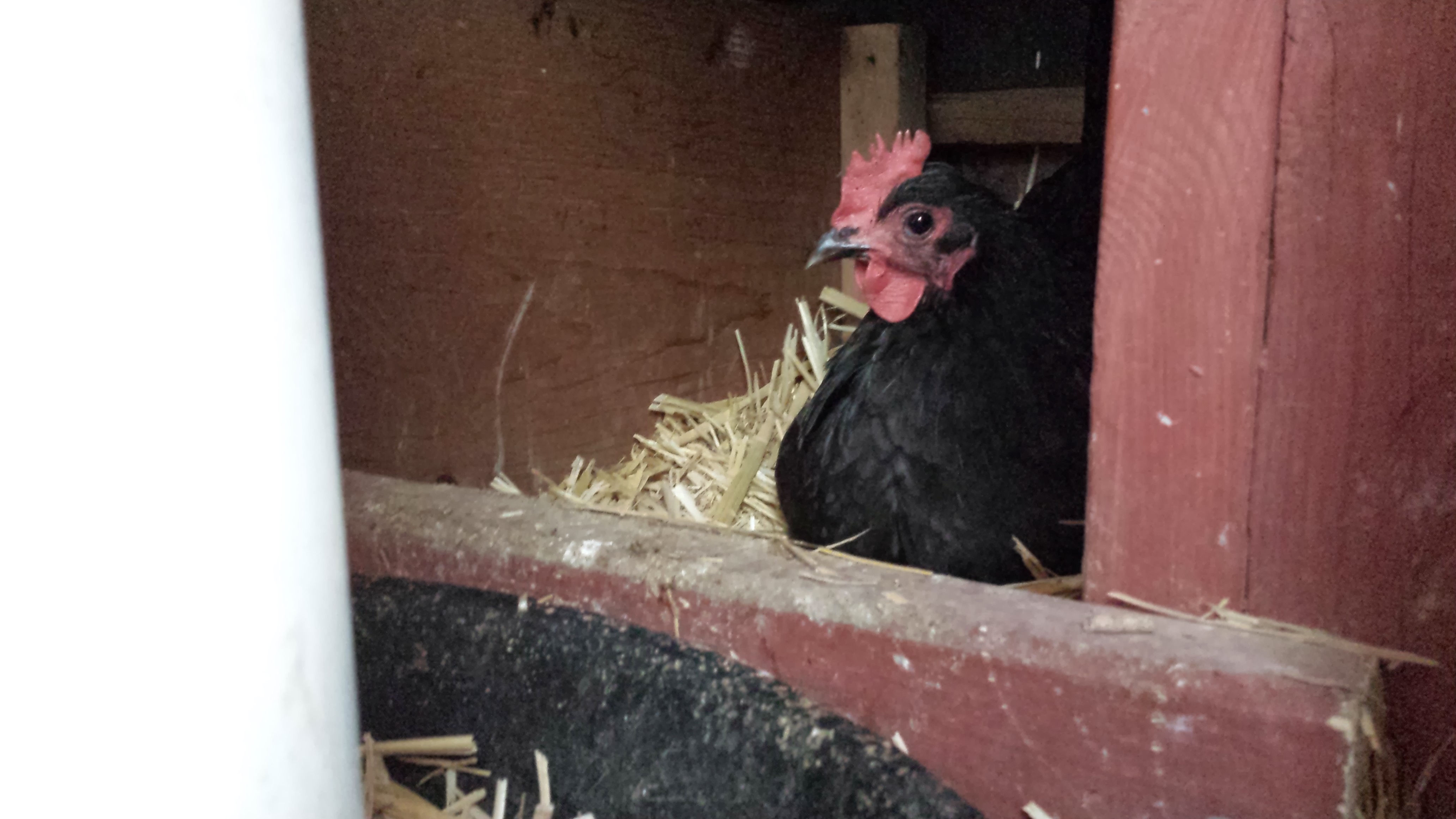 Laying in the nesting boxes... December 2013.