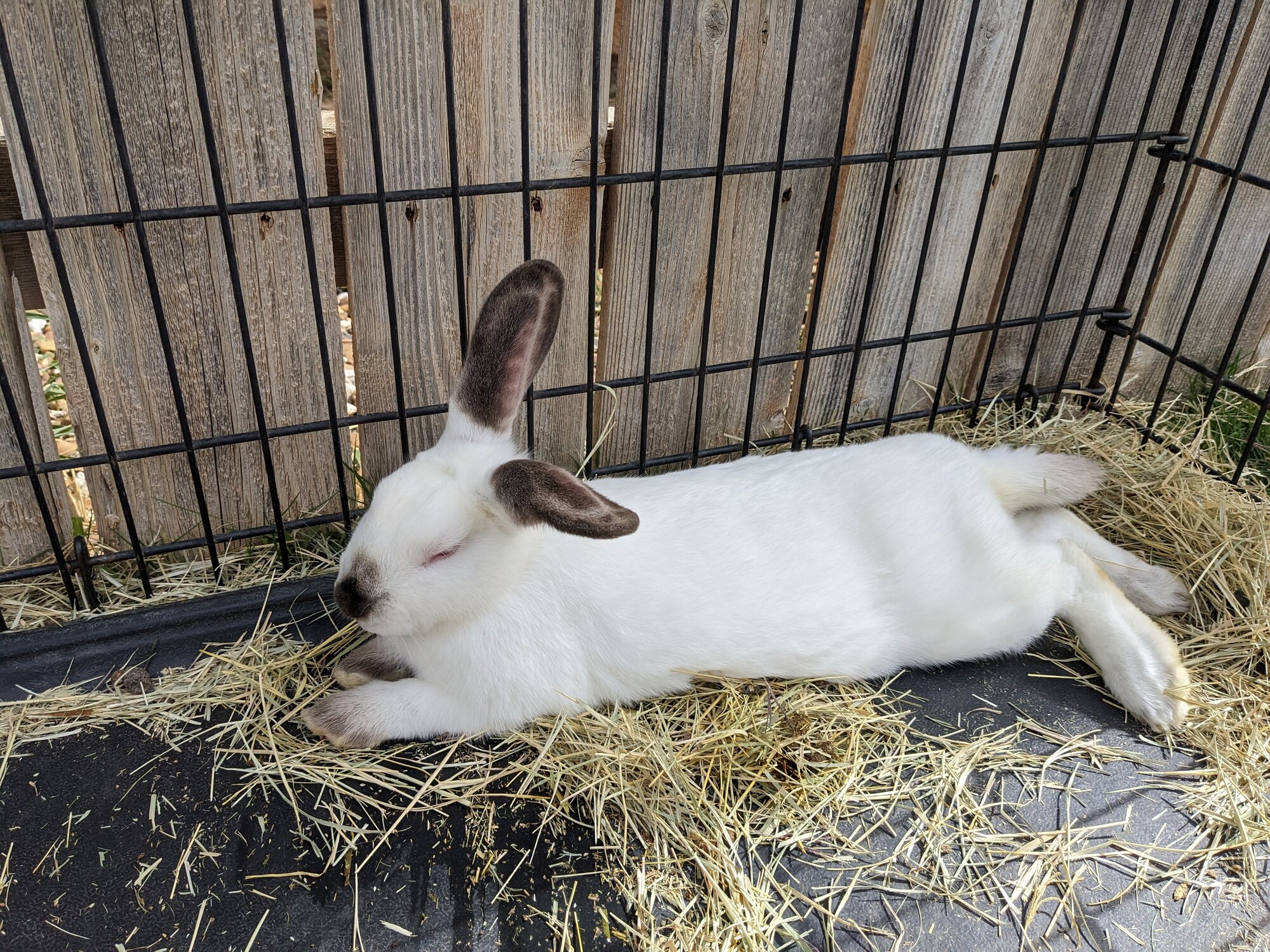 Lazy bun