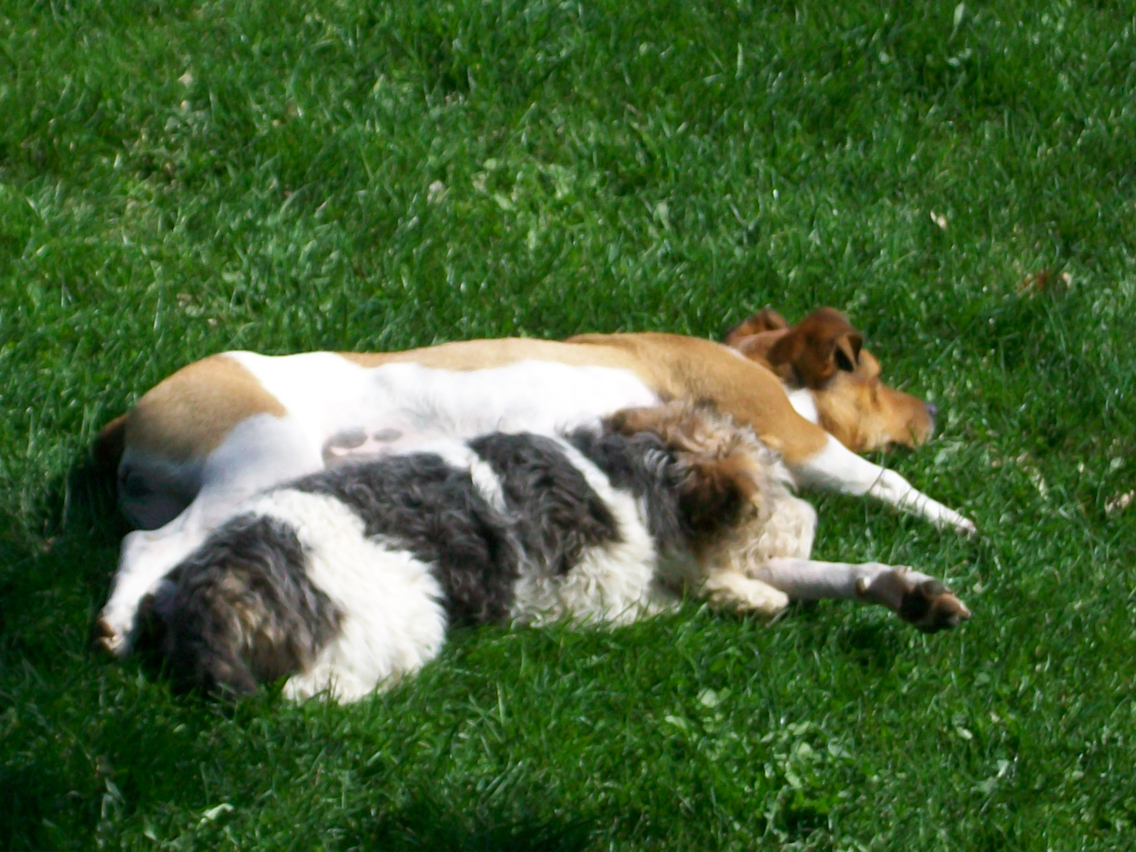Lazy day for the dogs!
