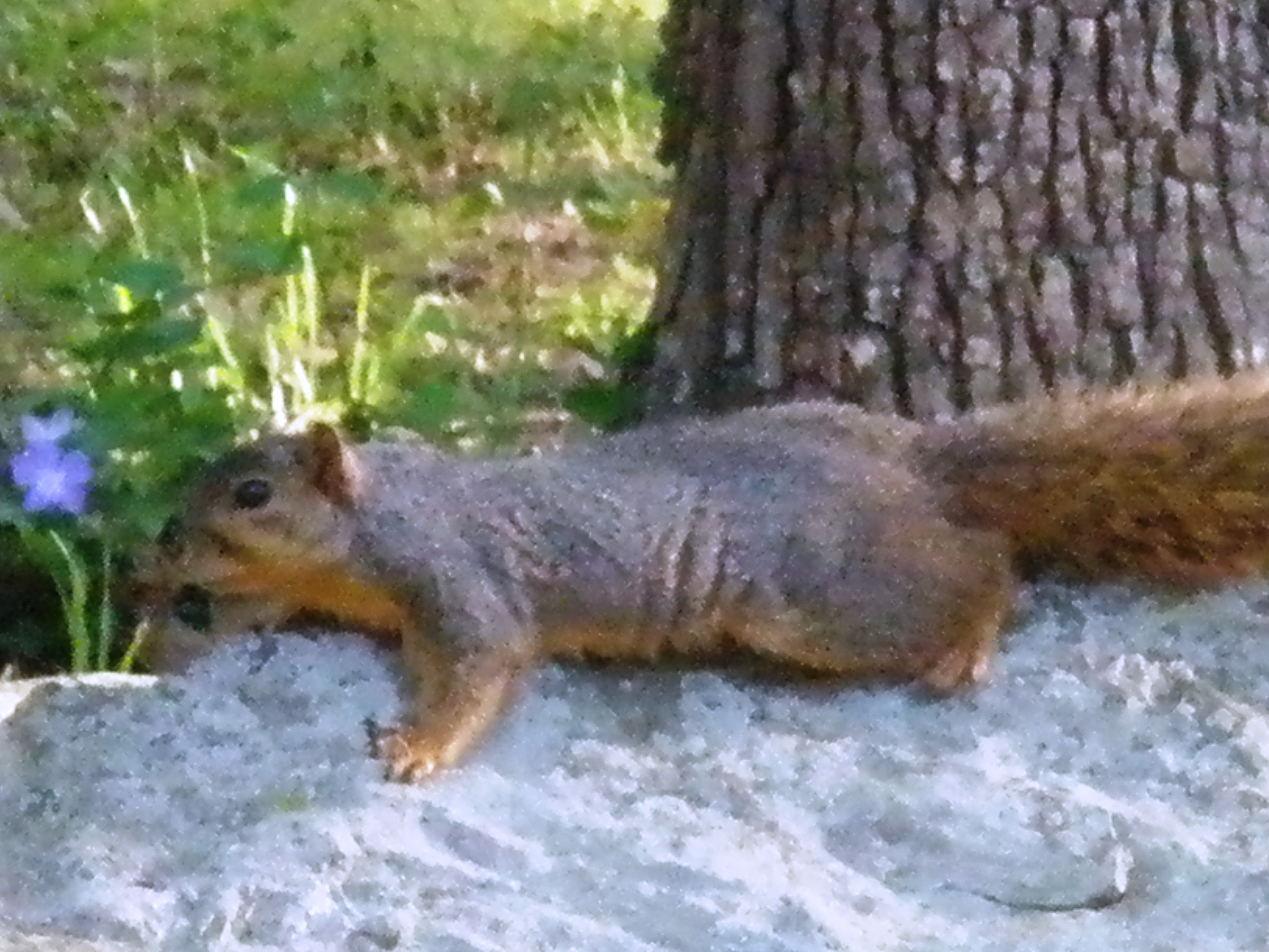 Lazy fat fox squirrel