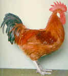 LEAD Technologies Inc. V1.01