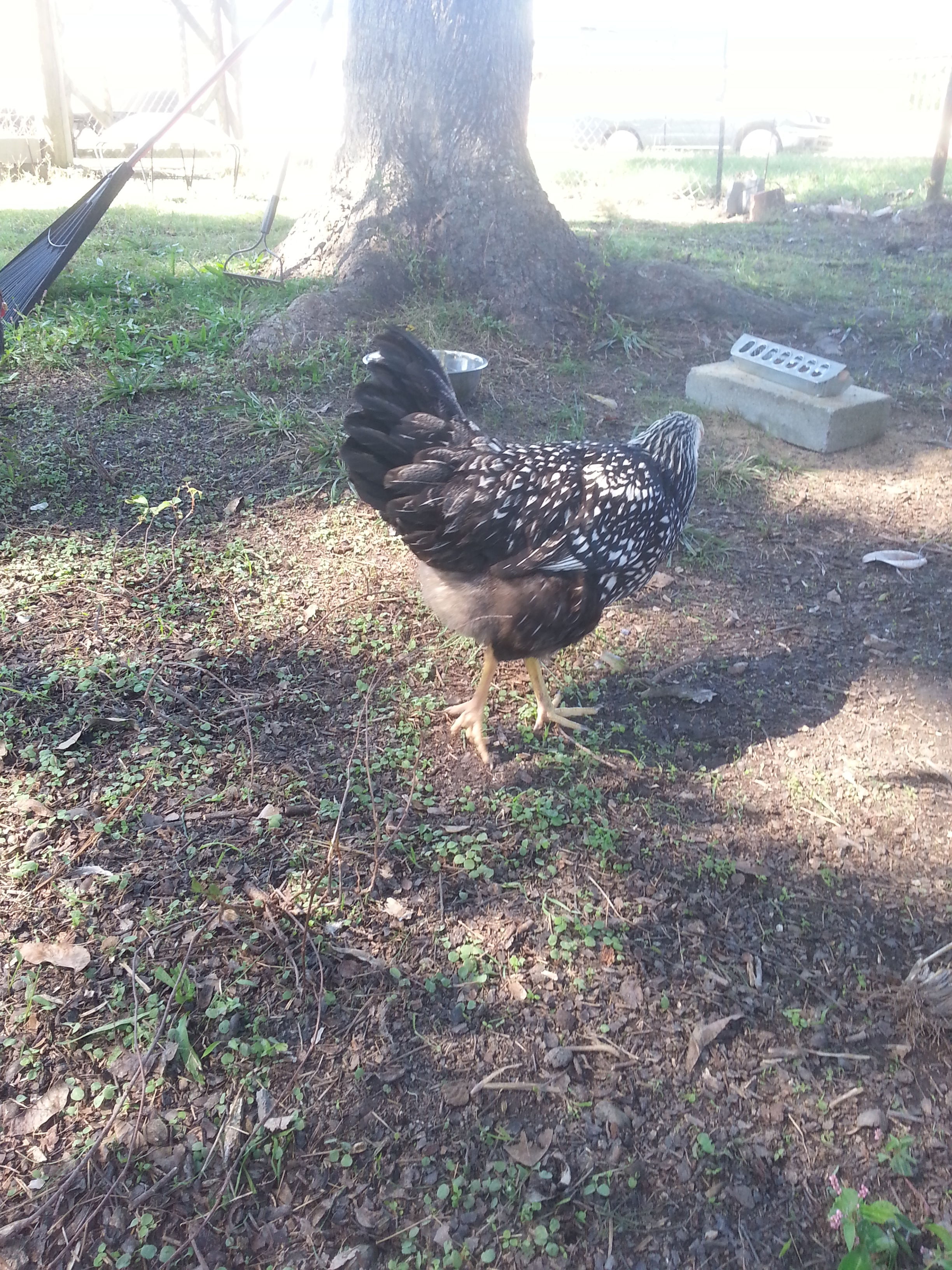 Leading me to the empty feed tray, as if saying, "I'm hungry".