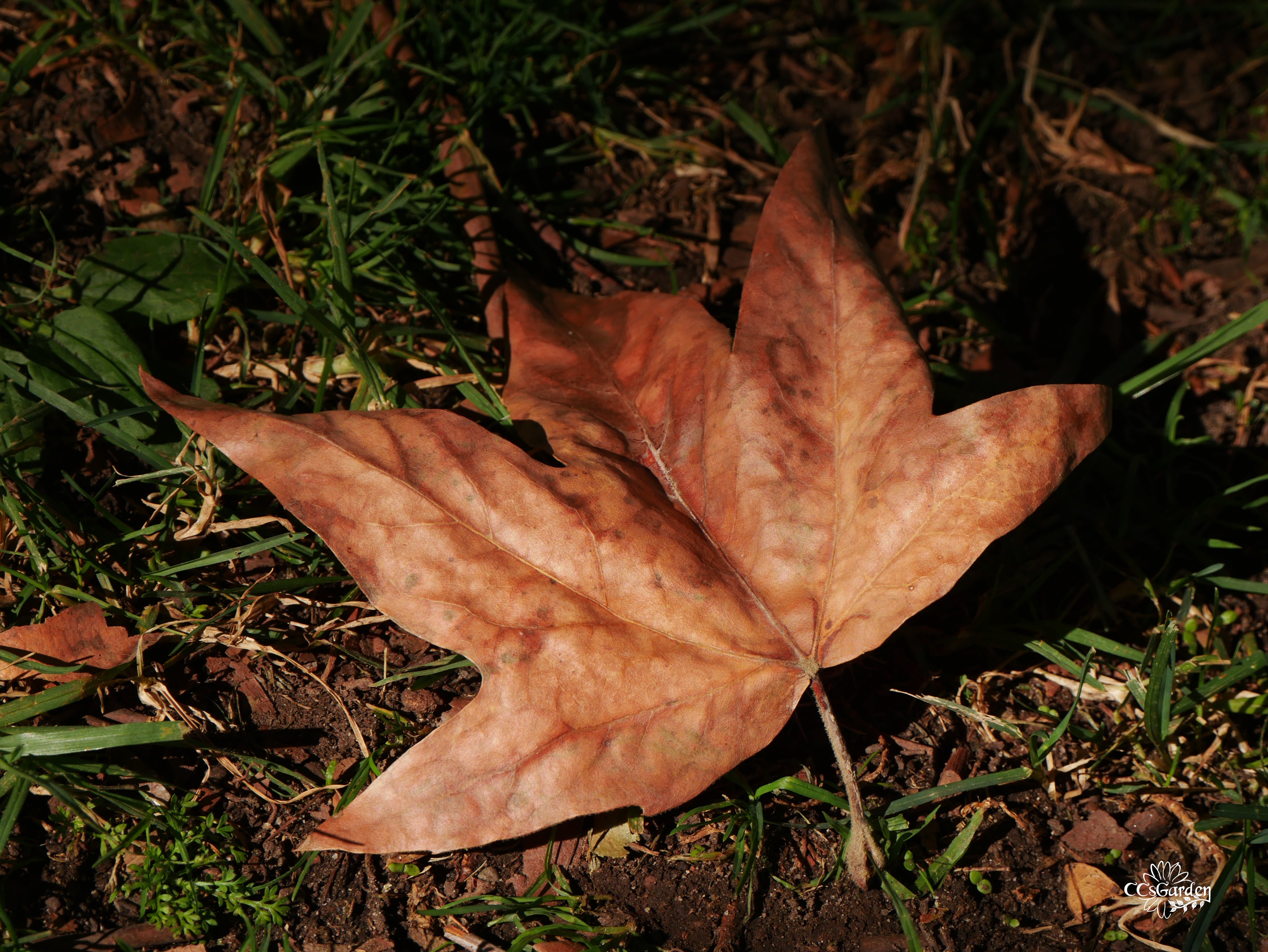 leafJPG