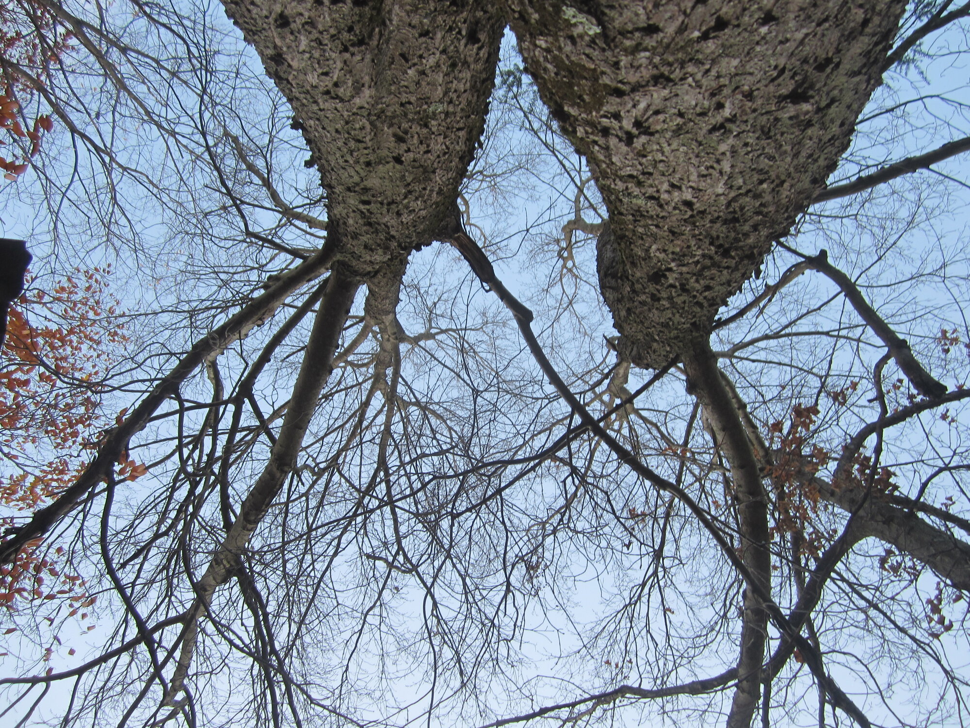 leafles red maple