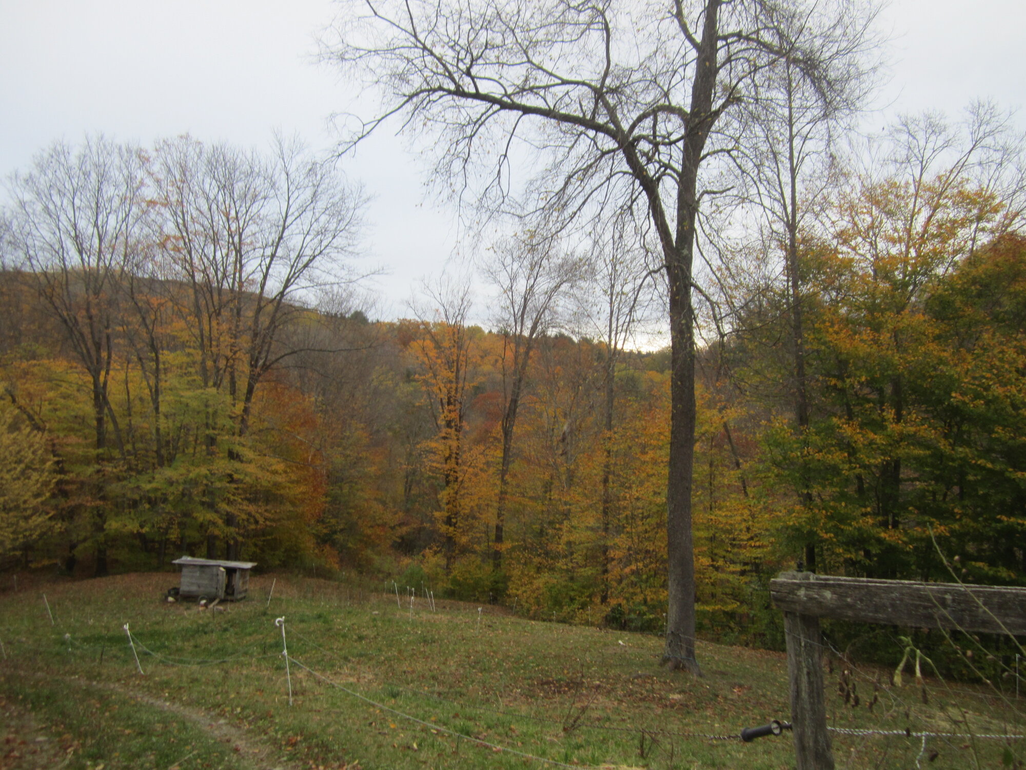 leafless cherry tree above the chicken coop