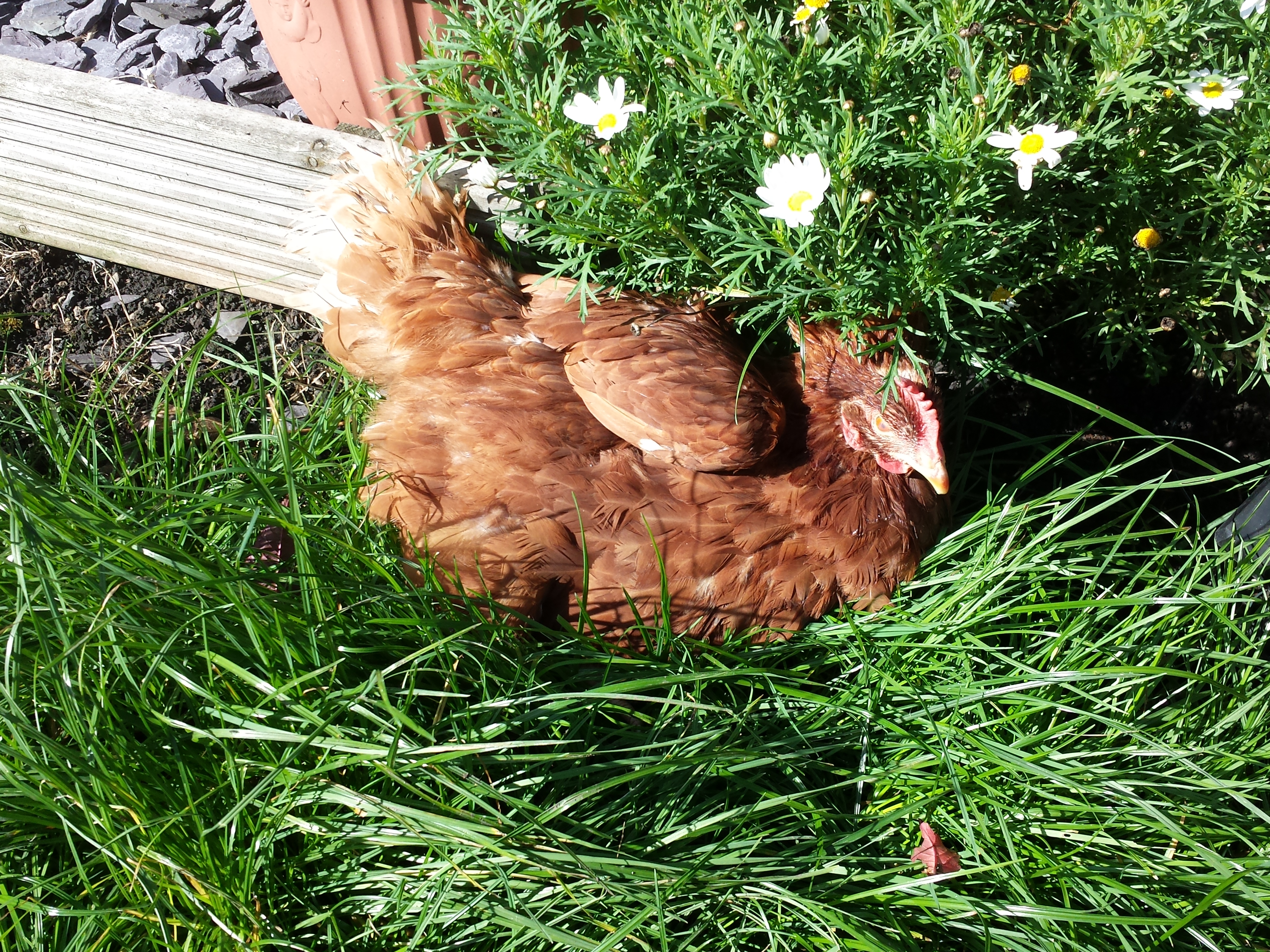 Leah having a sun nap