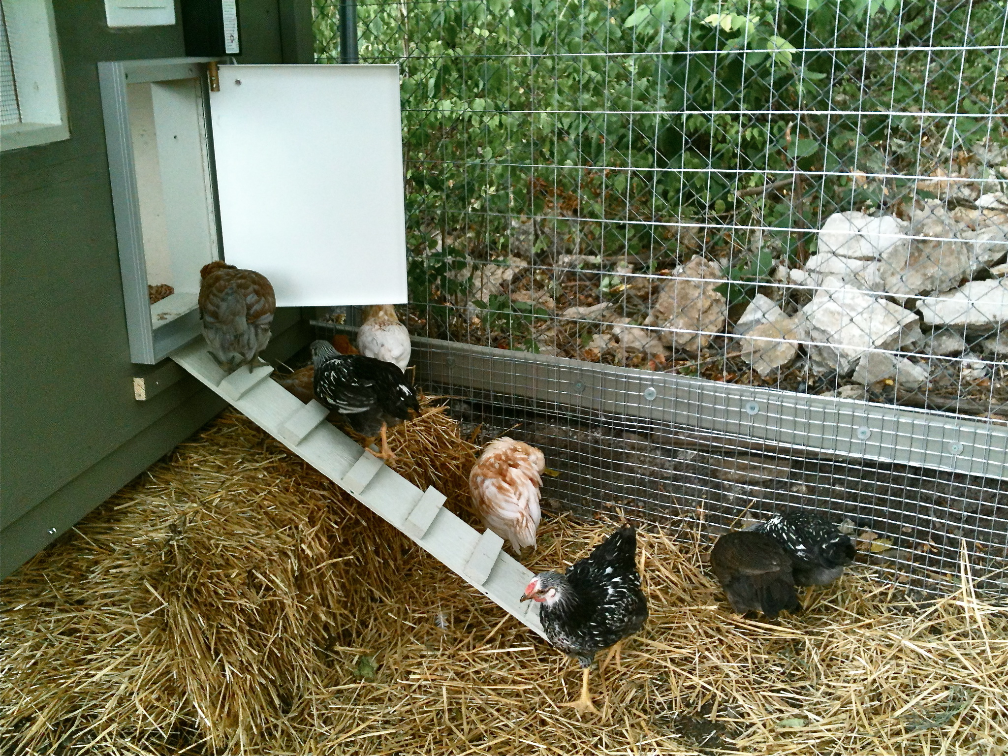 Learning how to go into the coop at dusk.