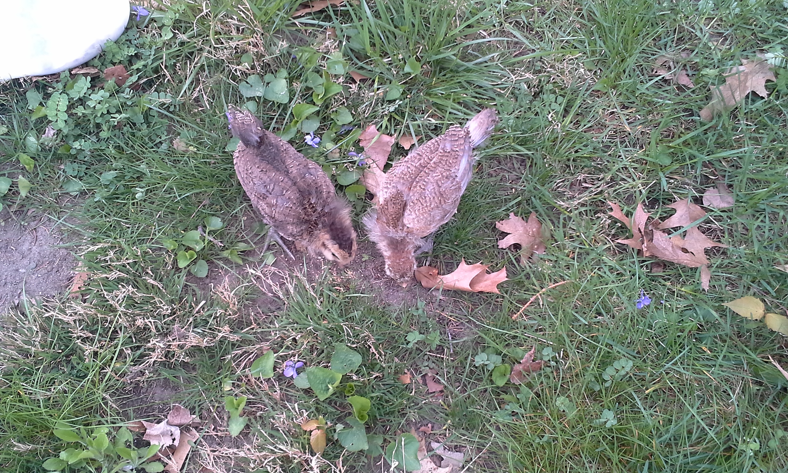 learning how to scratch