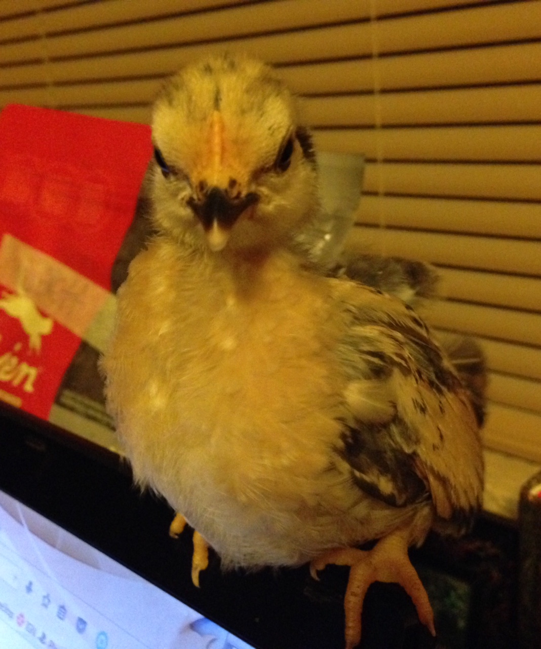 Learning or just perching?