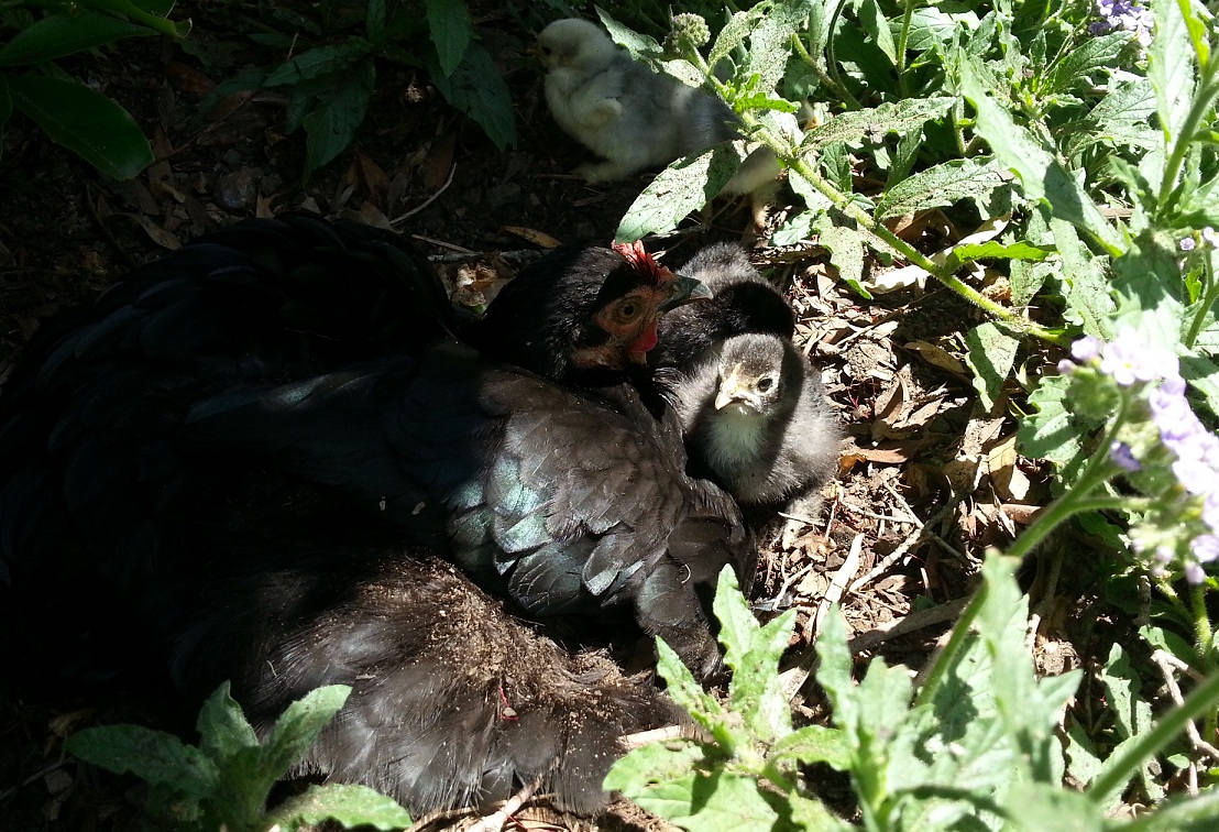 Learning to dust bath