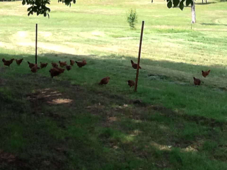 Learning to free range.