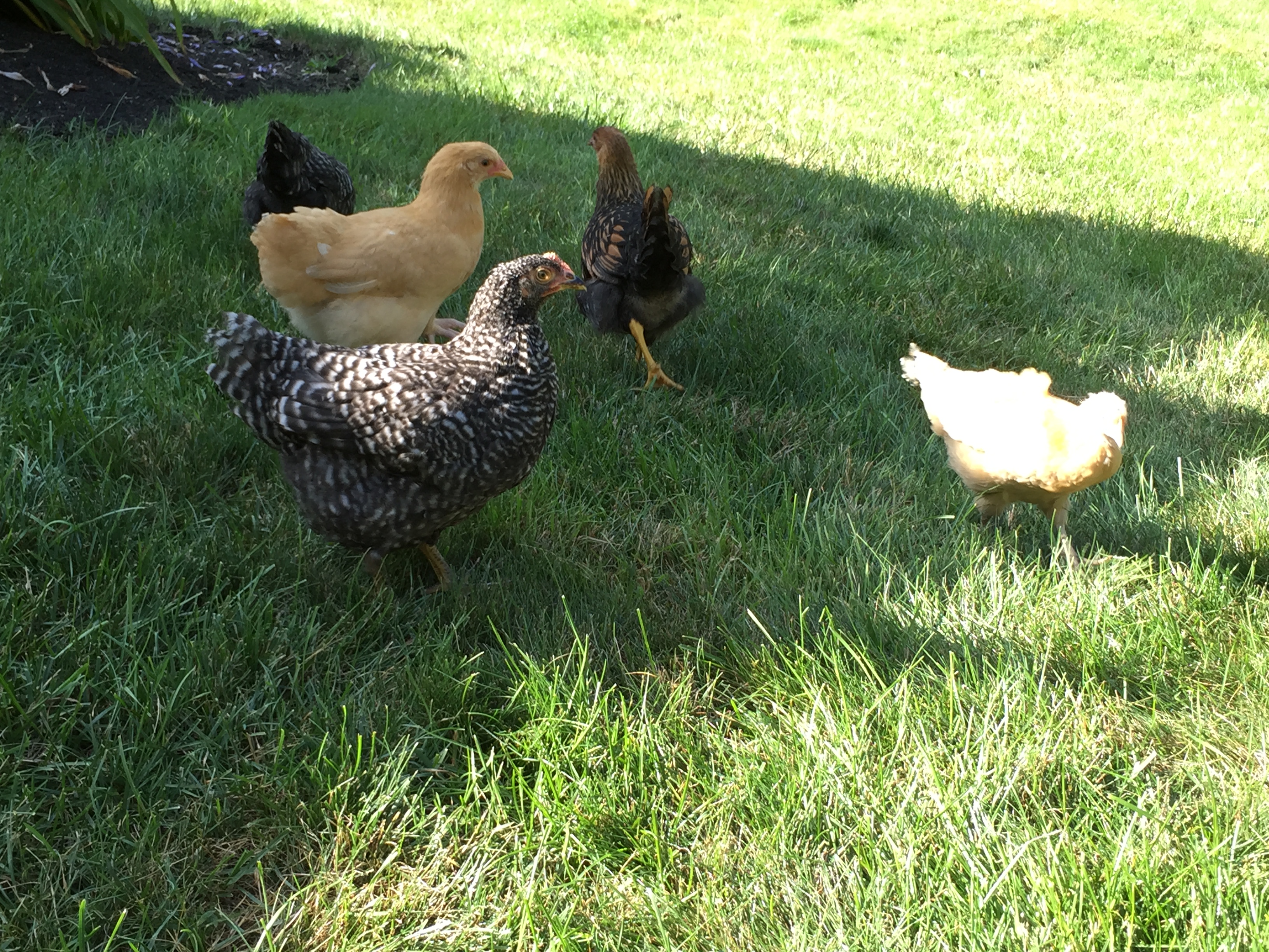 learning to hang in the yard (still coming inside at this point.)