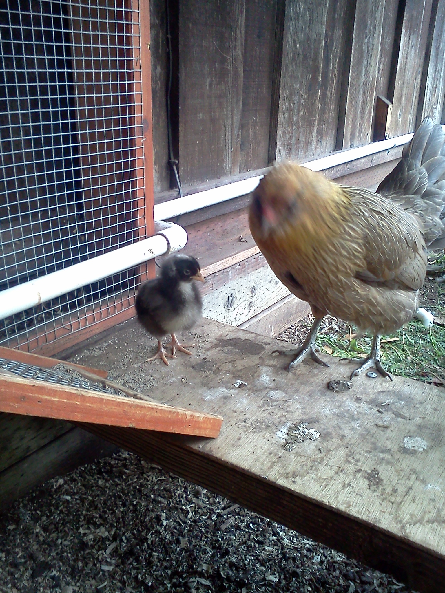 learning to navigate the ramp.