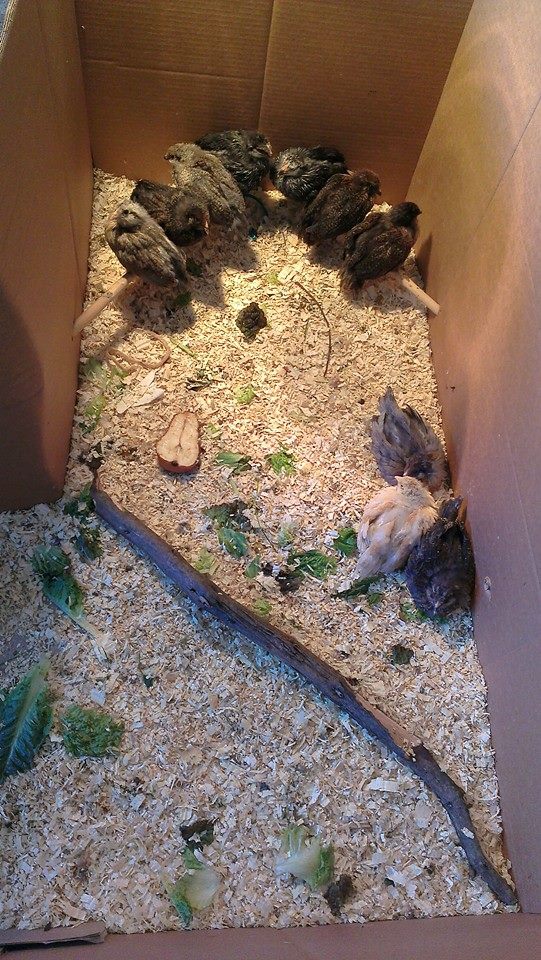Learning to perch in the brooder.