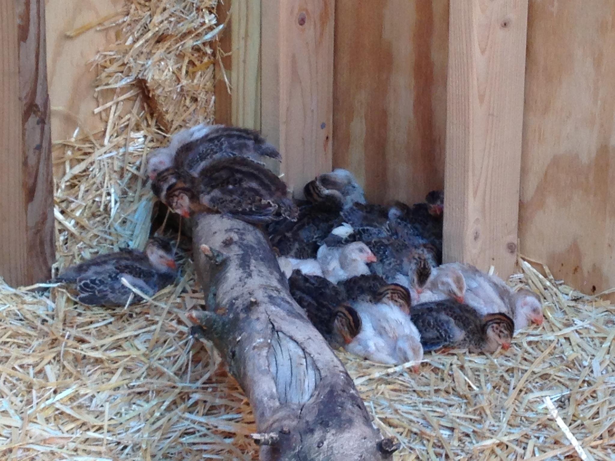 Learning to roost already!