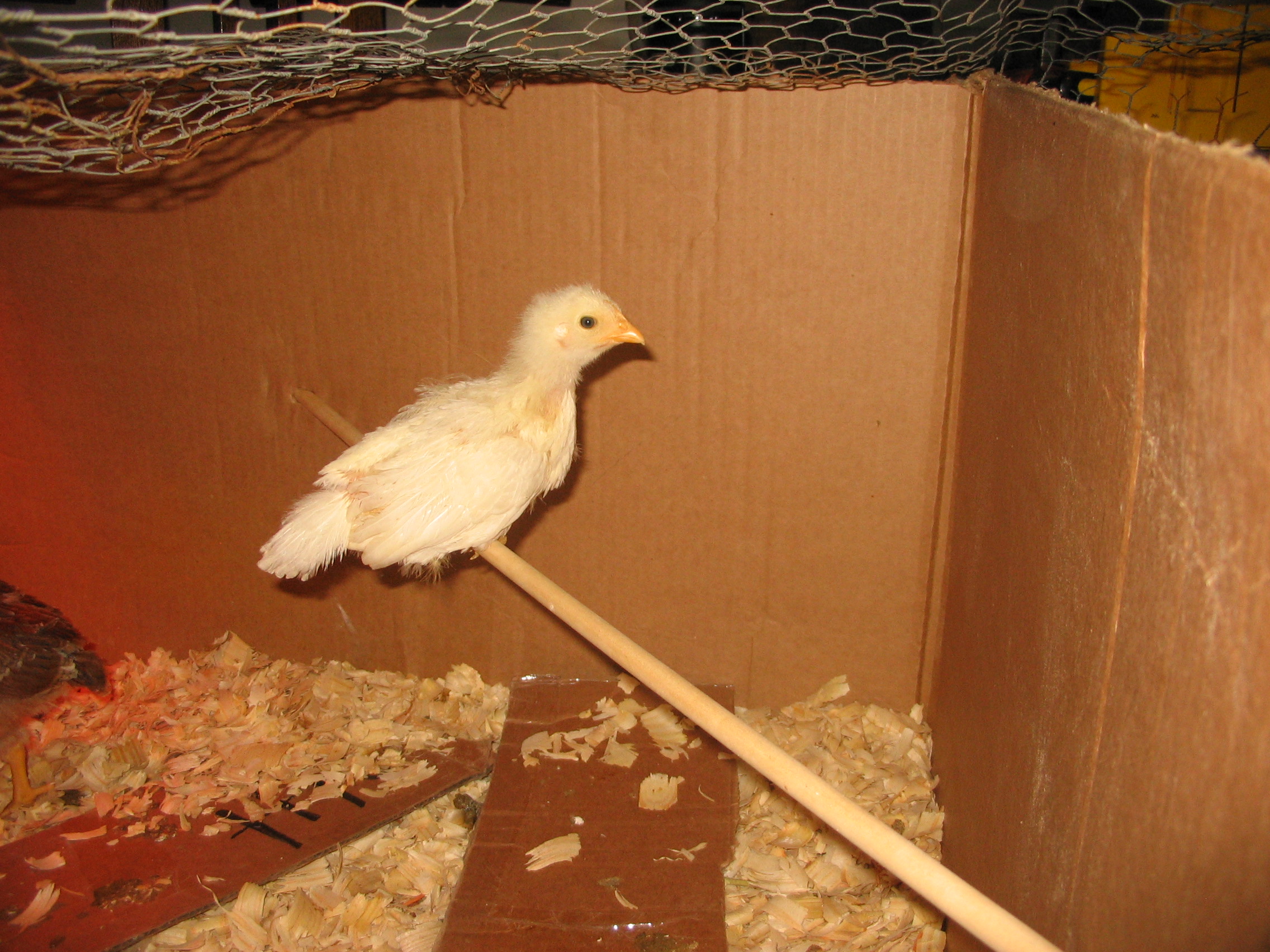 learning to roost