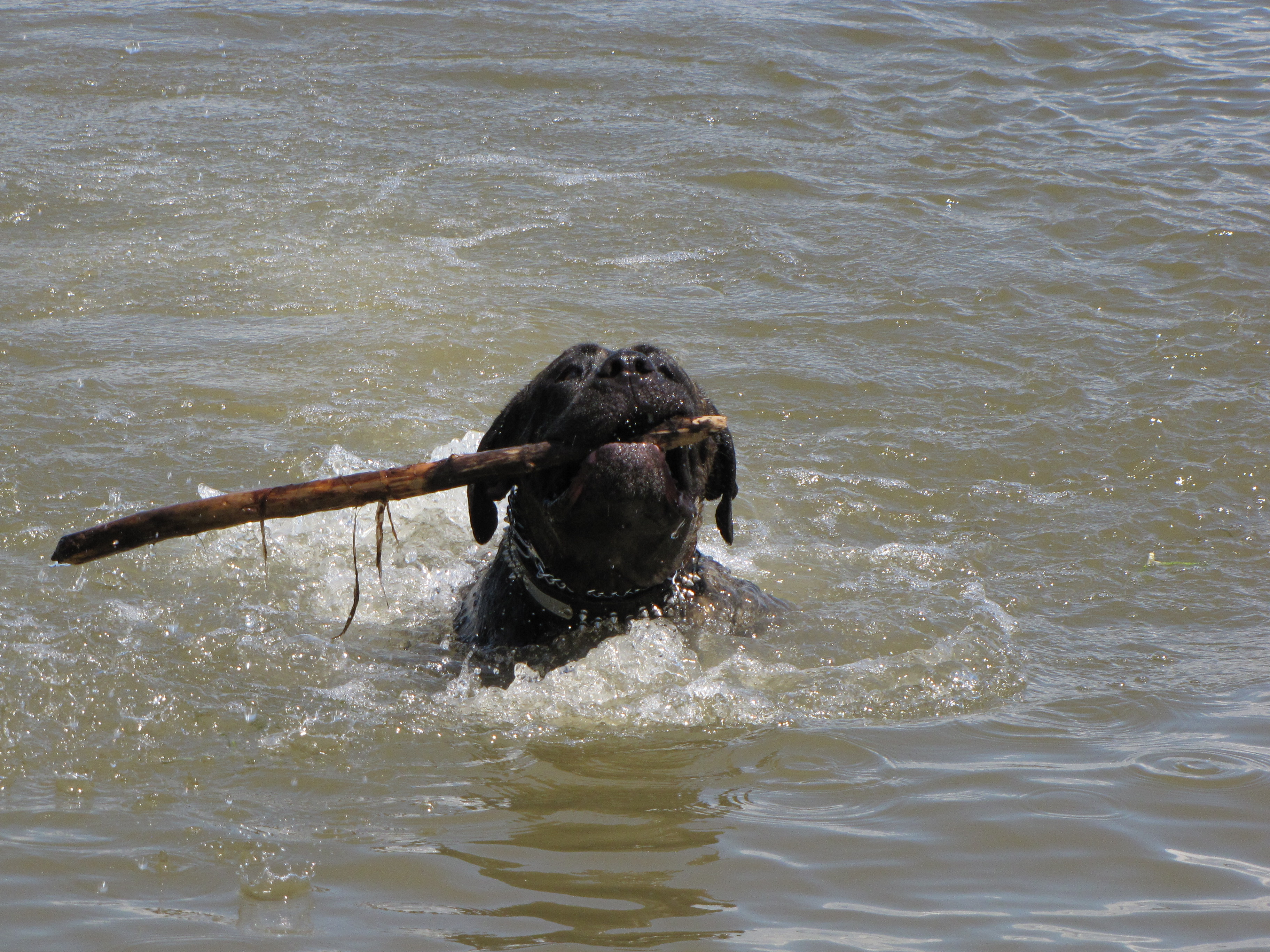 Learning to swim (almost defies the law of physics as Sam's weight is approx. 140 lbs)!!