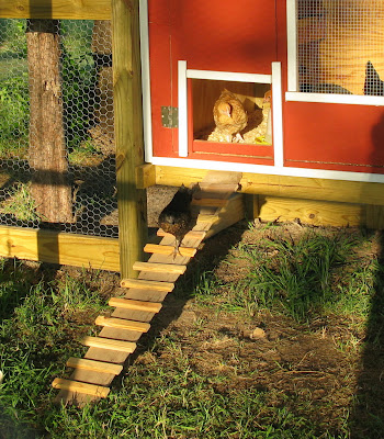Learning to use the ramp. My smallest pullet, the Black Star, is always the brave one - the first to try anything new.
