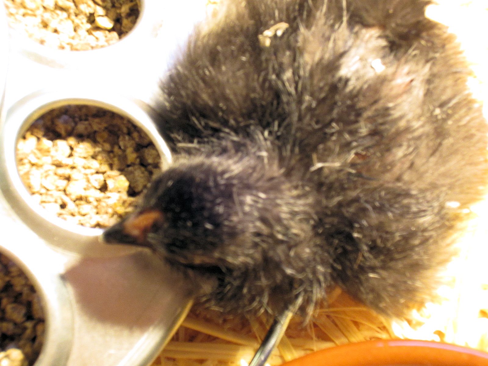 Learning what food is all about