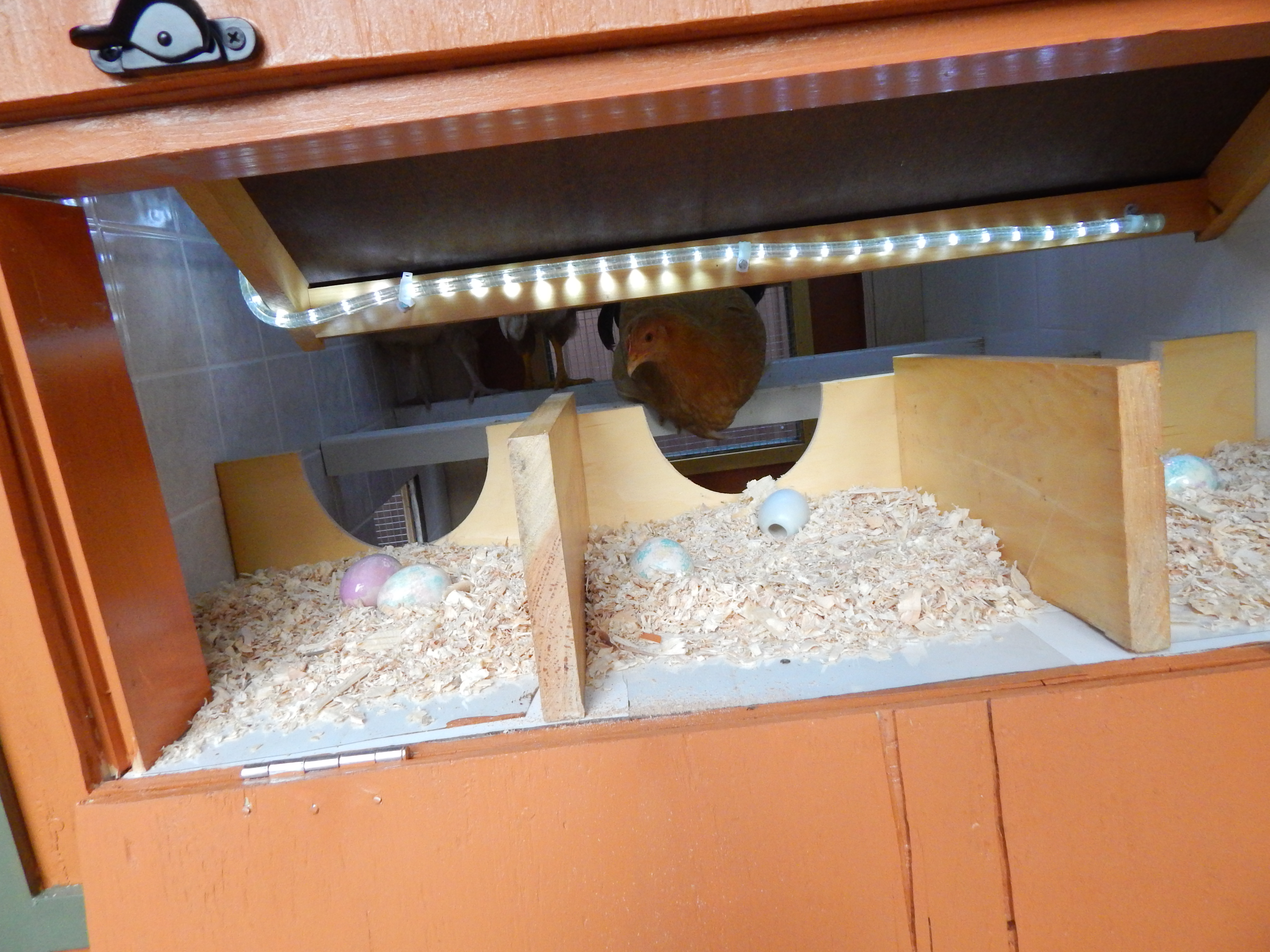 LED light throughout the coop and run area