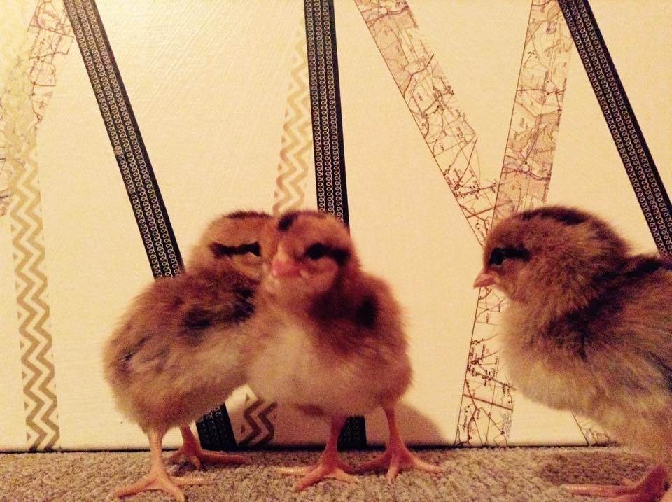 Left:Anakin Henwalker
Middle:Obi Wan Henobi
Right:Laya Henwalker 

All Welsummers