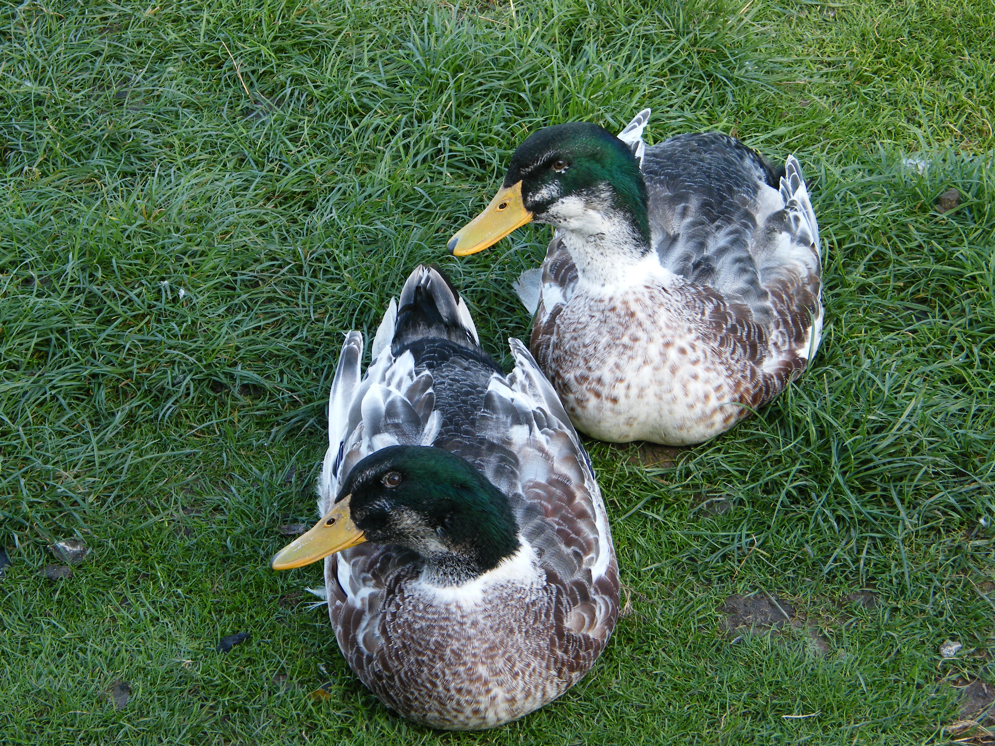 LEFT: Dark as duckling
RIGHT: Light as duckling