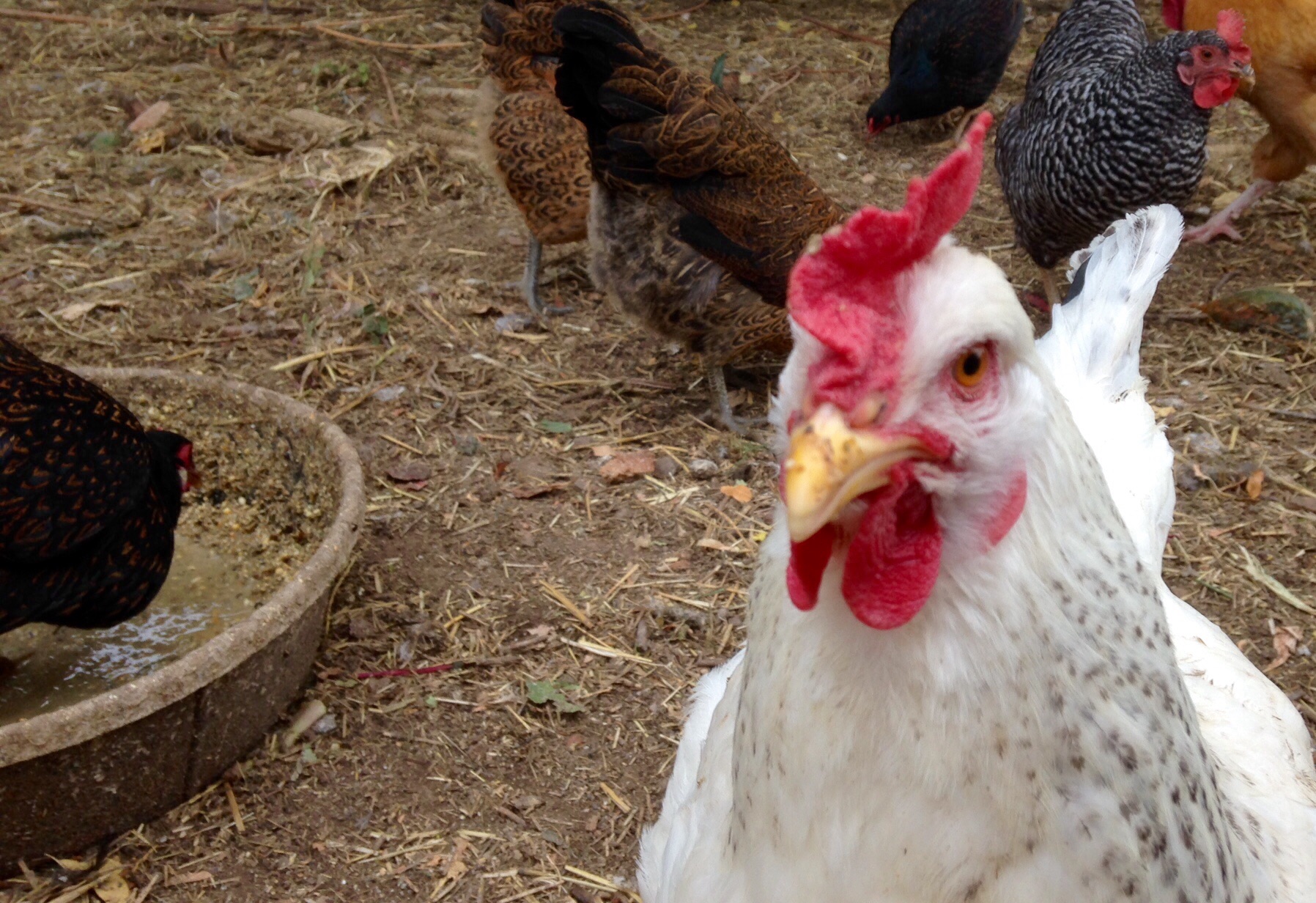 Left Eye - She is now free ranging with the flock and has fully integrated with the flock. She is still blind and is adjusting.