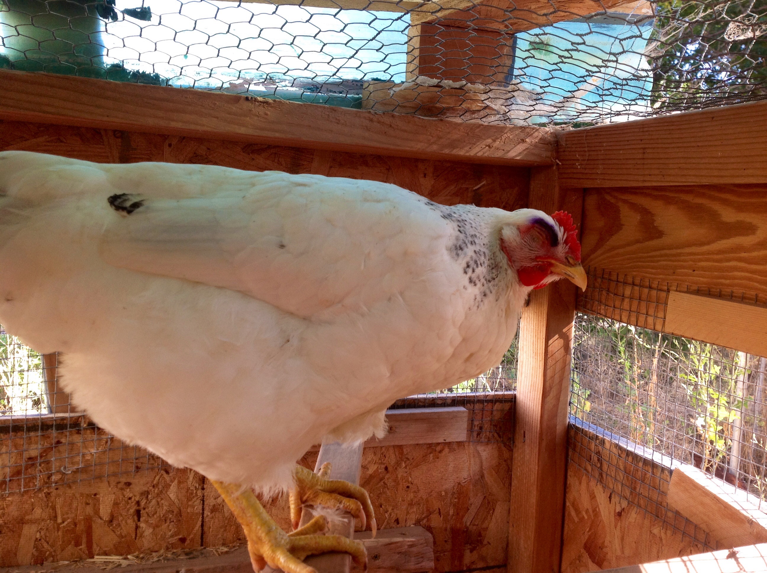 Left Eye - she was pecked above her right eye and is blind due to this.