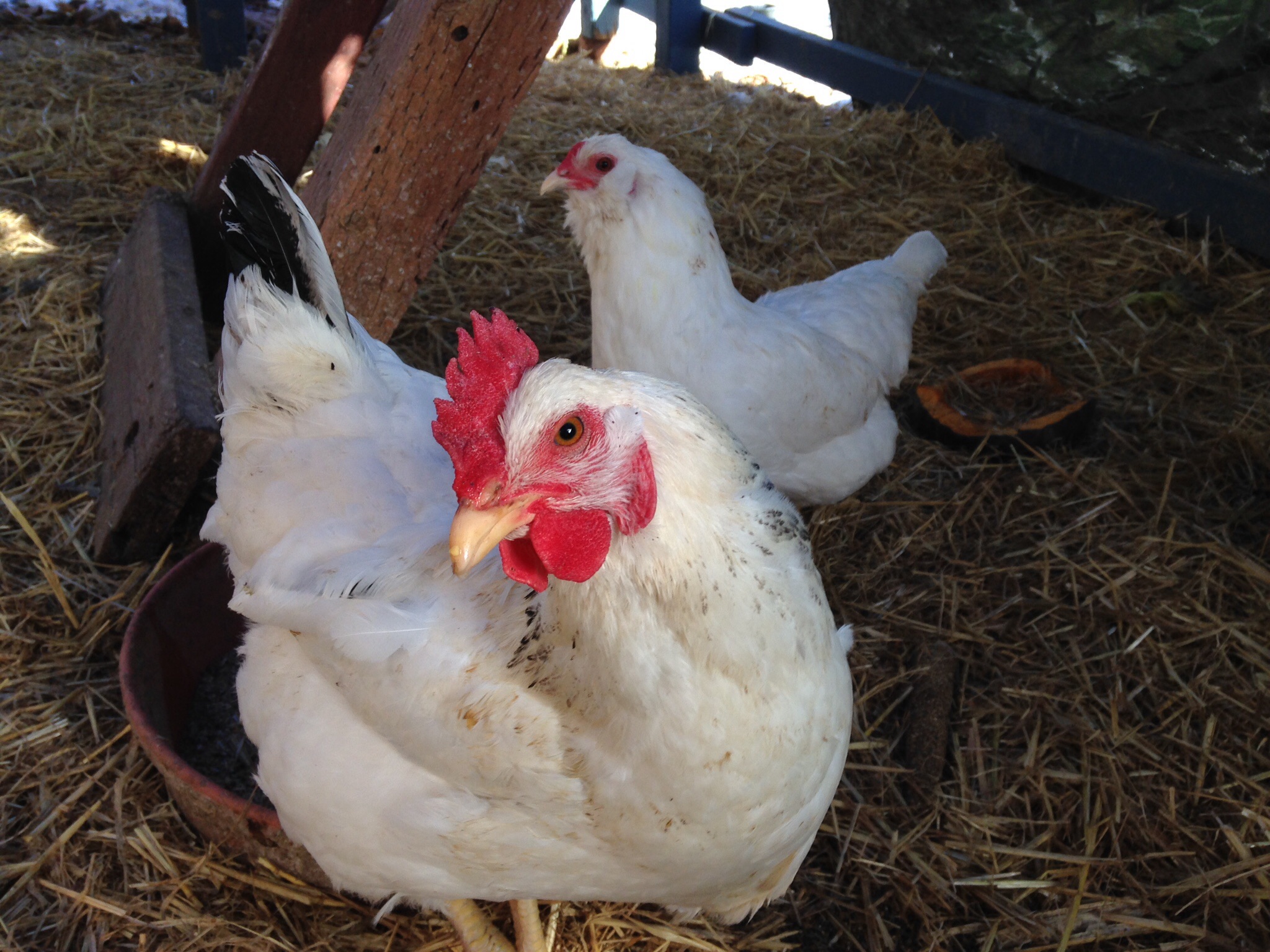 Left Eye today, she is still blind but fully acclimated into the flock and back to being a chicken! She always looks at you with her left eye like this picture shows, too cute. Glad she survived! She blesses us with many eggs weekly and follows me around when I do my chicken chores.