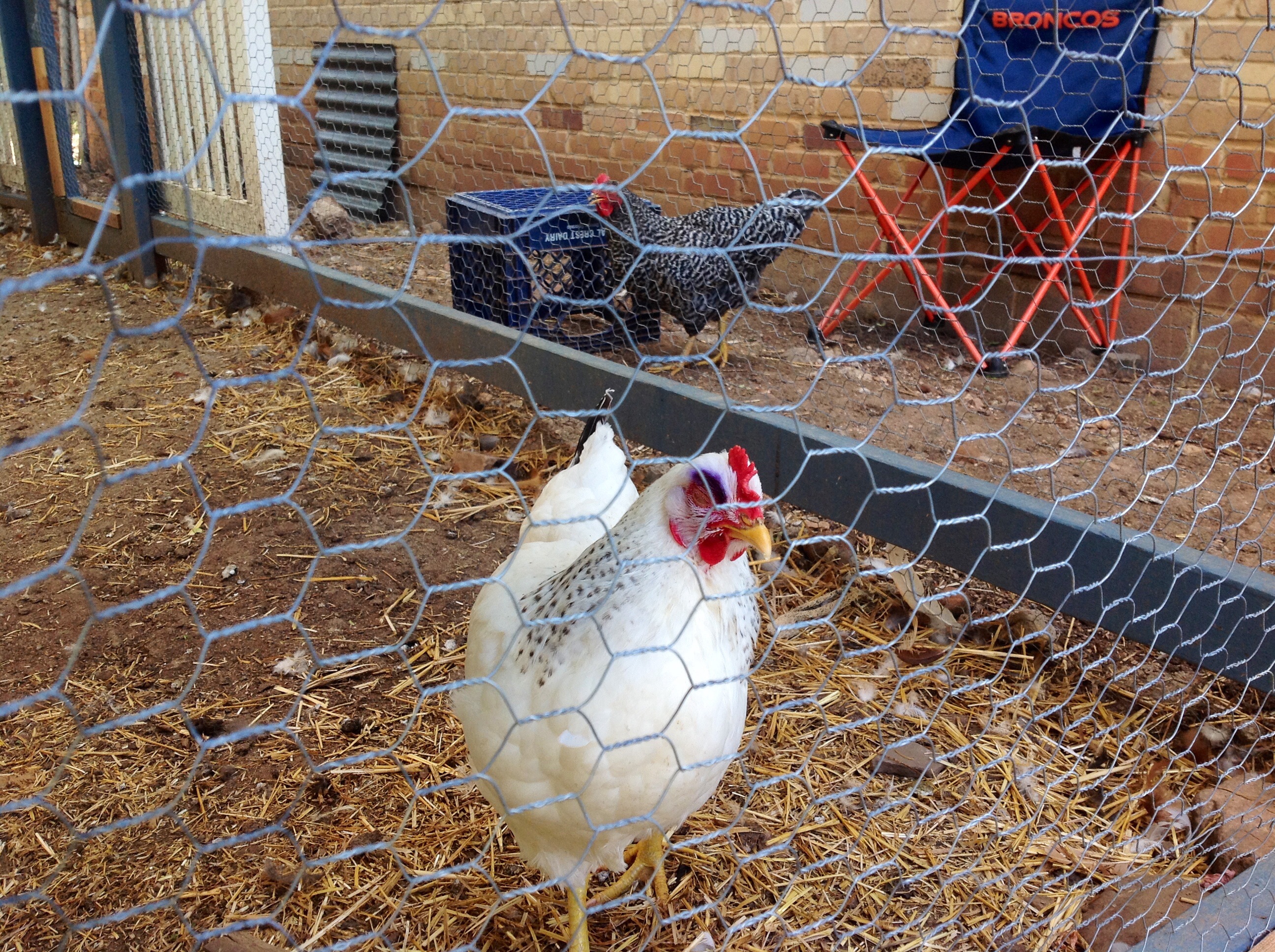 Left Eye - we have two coops in the enclosed run, one large (main coop) and one small. We were able to keep her in the enclosed run during the day while the flock was free ranging and then she went to small coop at night and the flock in the main coop.