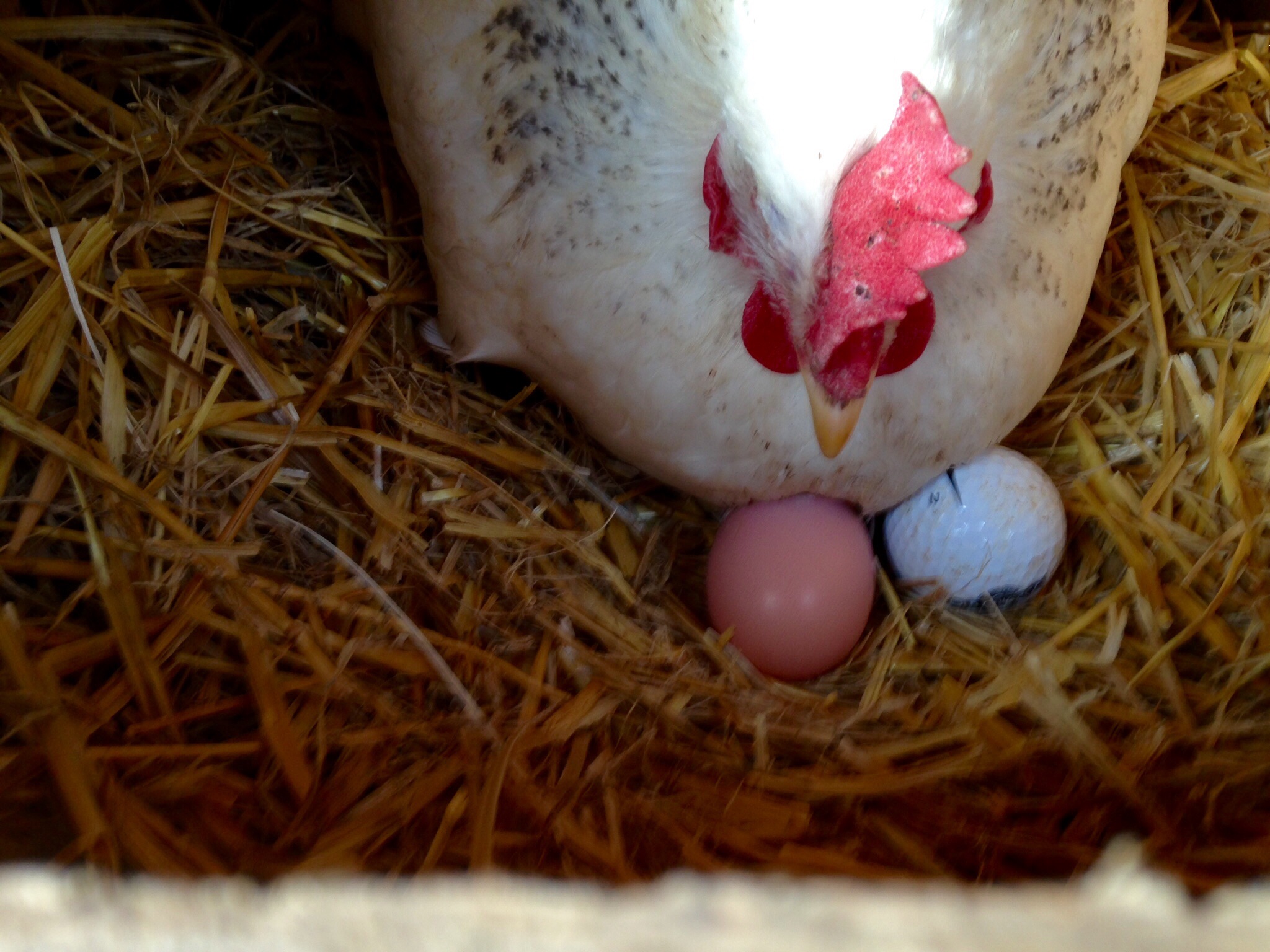 Left Eye with her egg