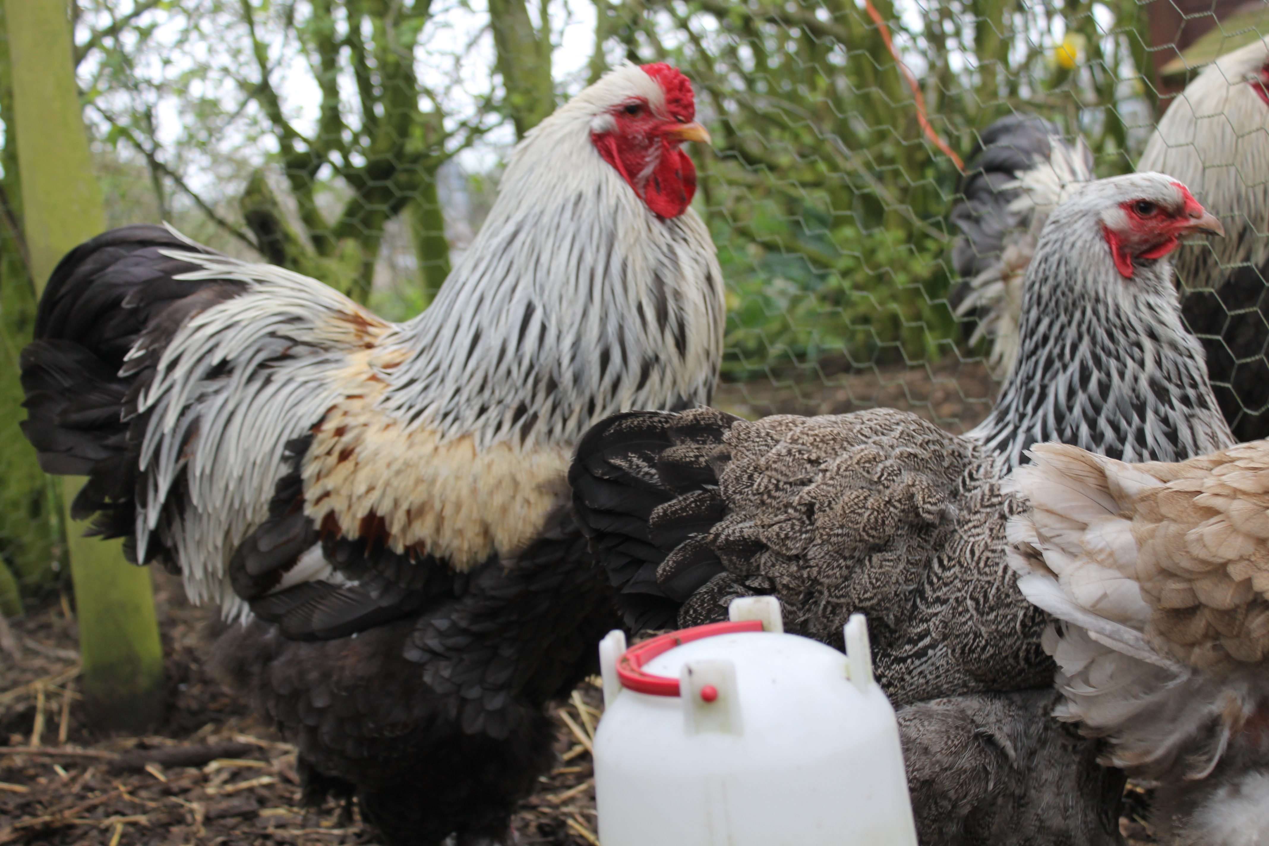 left, George our silver dark cockerel and his favourite female Row (right) a dark brahma pullet. With a bit of Red's tail feathers trying to crash the photo ;)