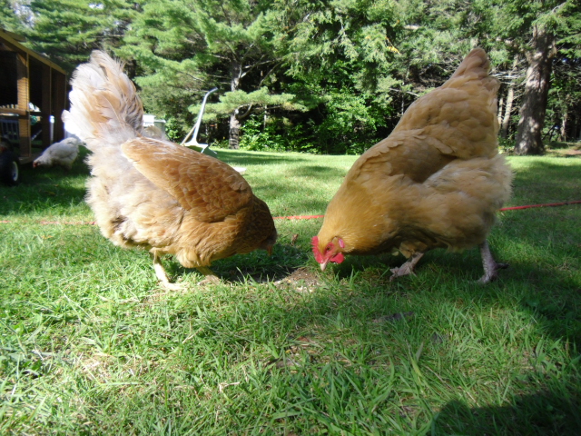 Left is Candy my lovely Amerucana with her 2+ oz. eggs for her small size.
Right is Chokie my Buff Orpington with her little eggs of 1.5 oz.