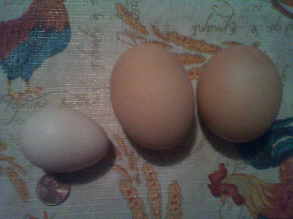 Left is guinea fowl, middle is Goldies egg and right is another chicken egg. We were comparing the differences in eggs.