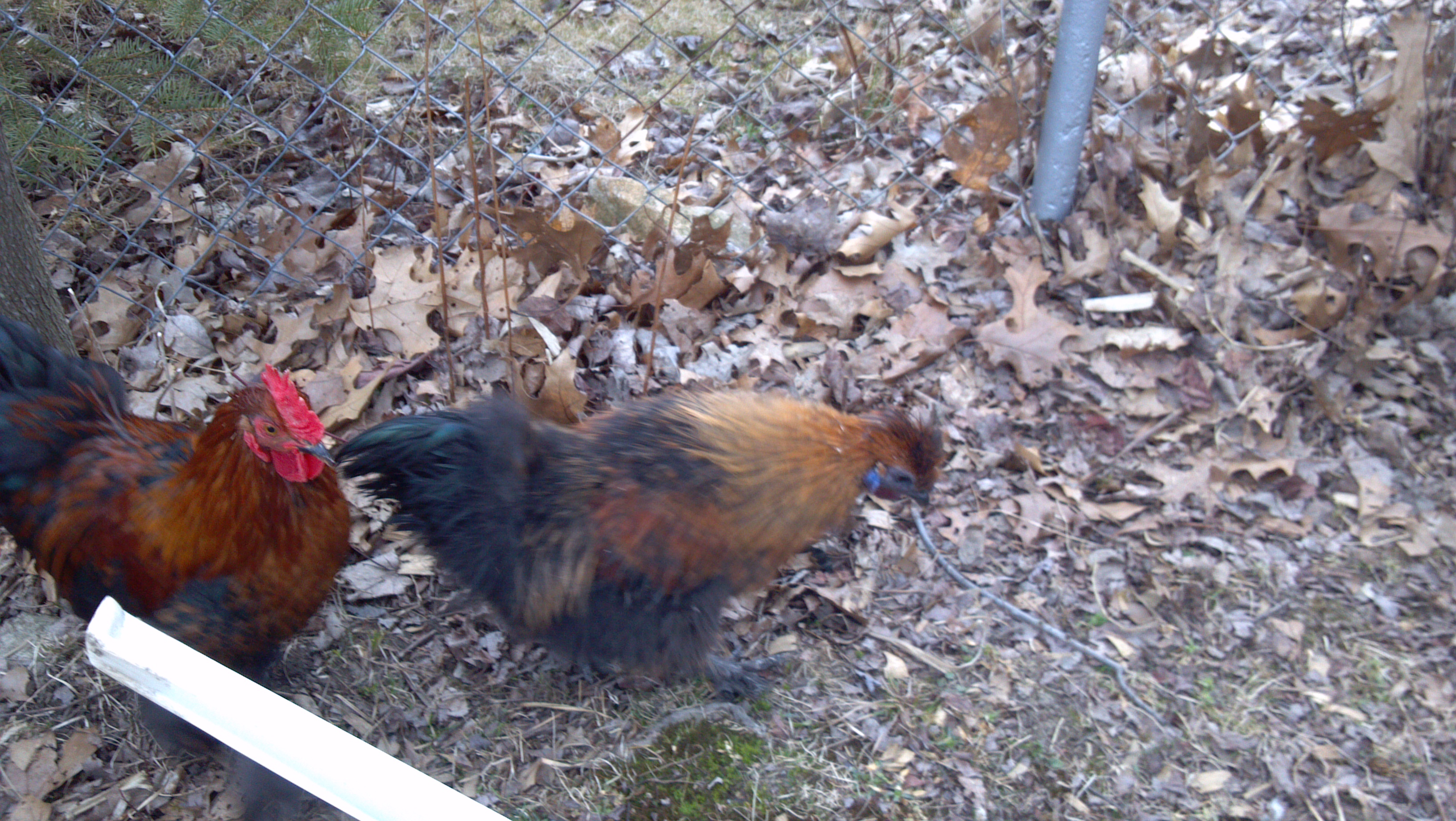 Left is second smooth feathered sizzle which carries frizzle gene and 4poor month old partridge silkie cockerel unrelated free to good homes.
