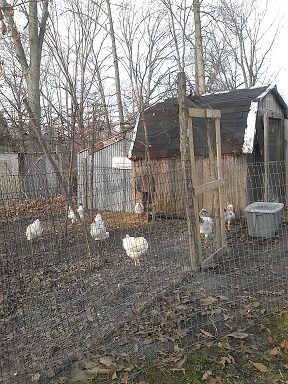 Left Run With Chickens