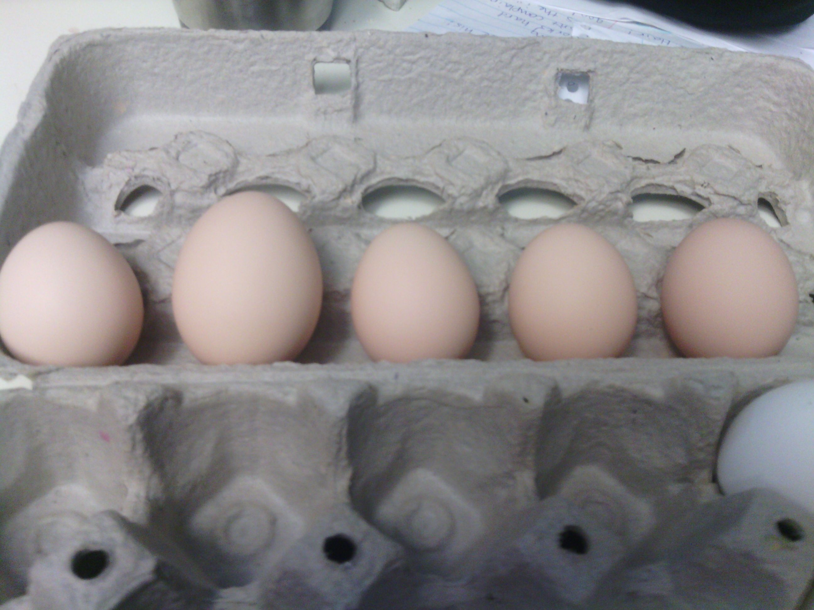 left to right, 2nd, 3rd, 4th, 5th, 6th egg. My hen has laid every day. Between the first egg to the second egg there was a 3 day lapse, but since then it's been every day.