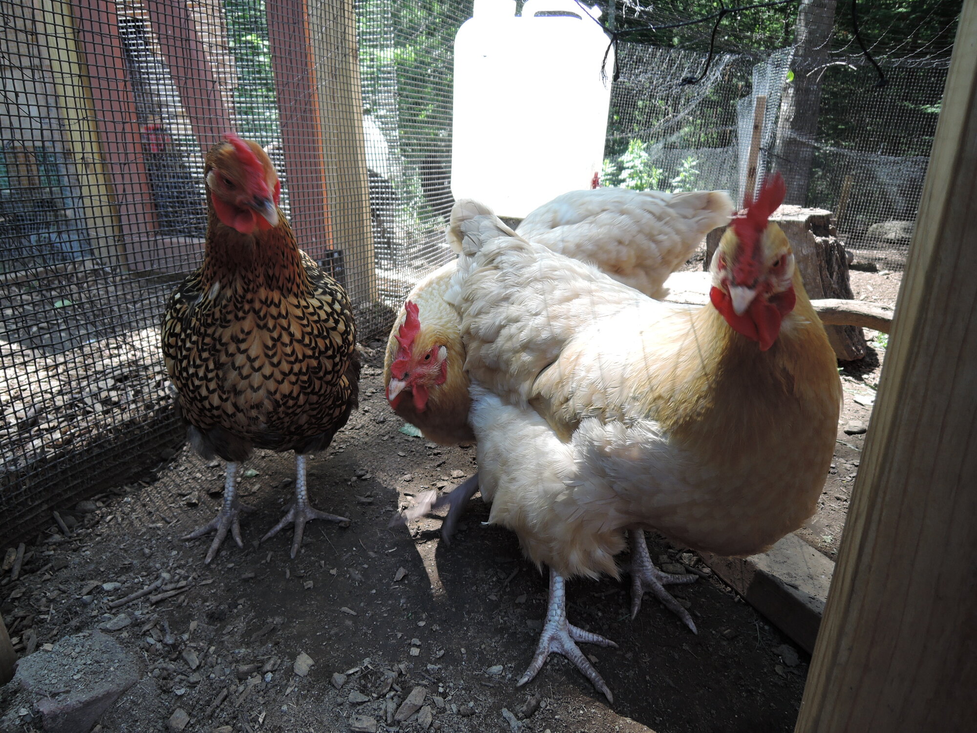 Left to right: Dazzle, CreamPuff, Marshy