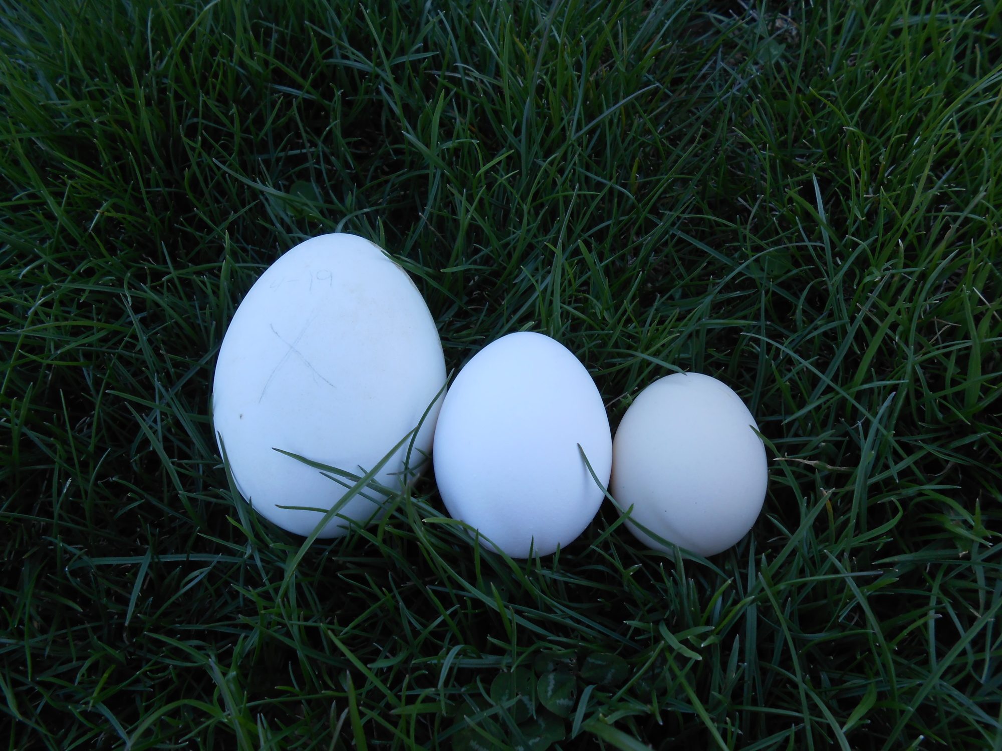 left to right:
goose egg, standard size grocery store egg, Silkie egg