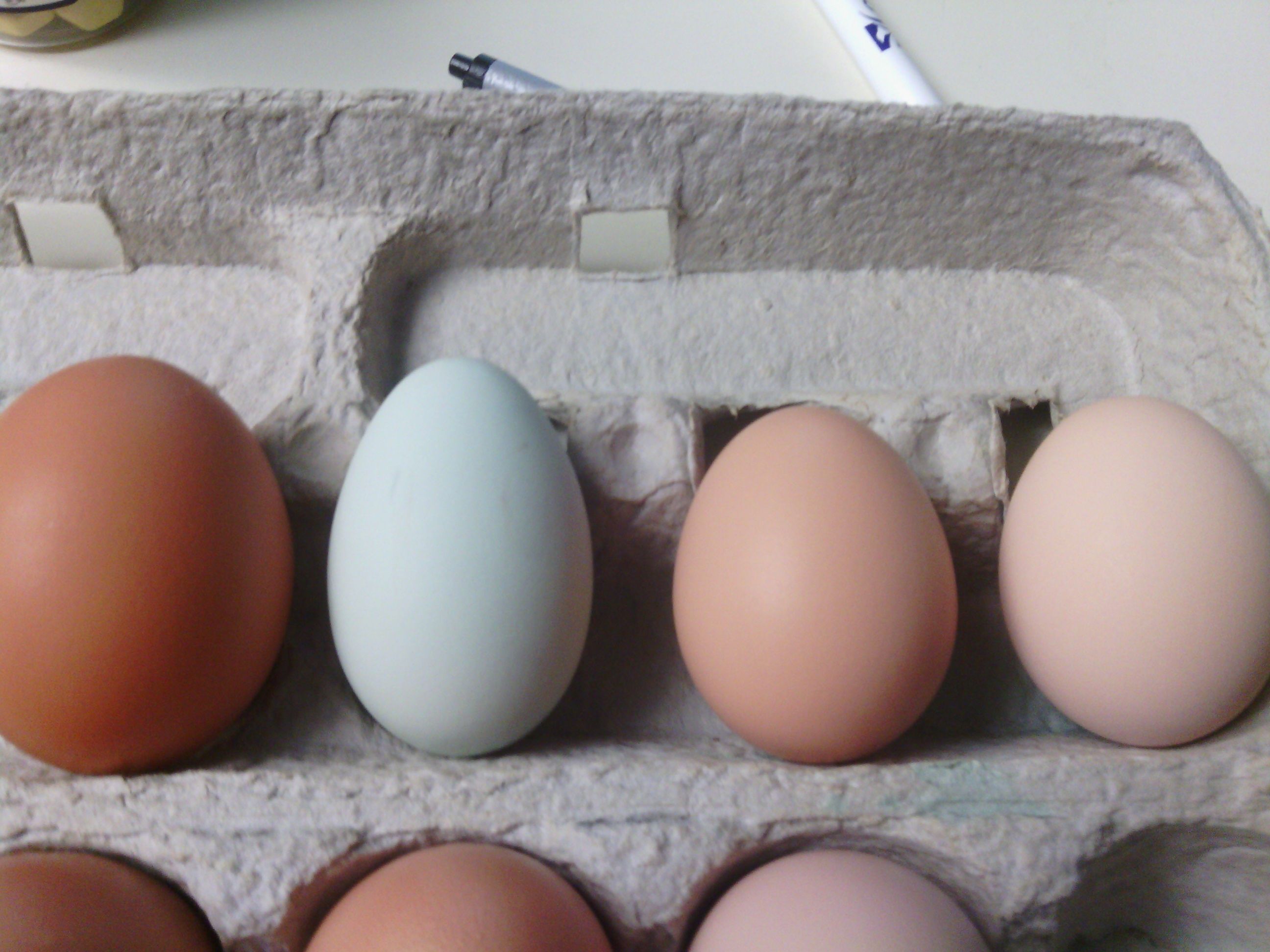 Left to right: GSL,EE, RI, BSL