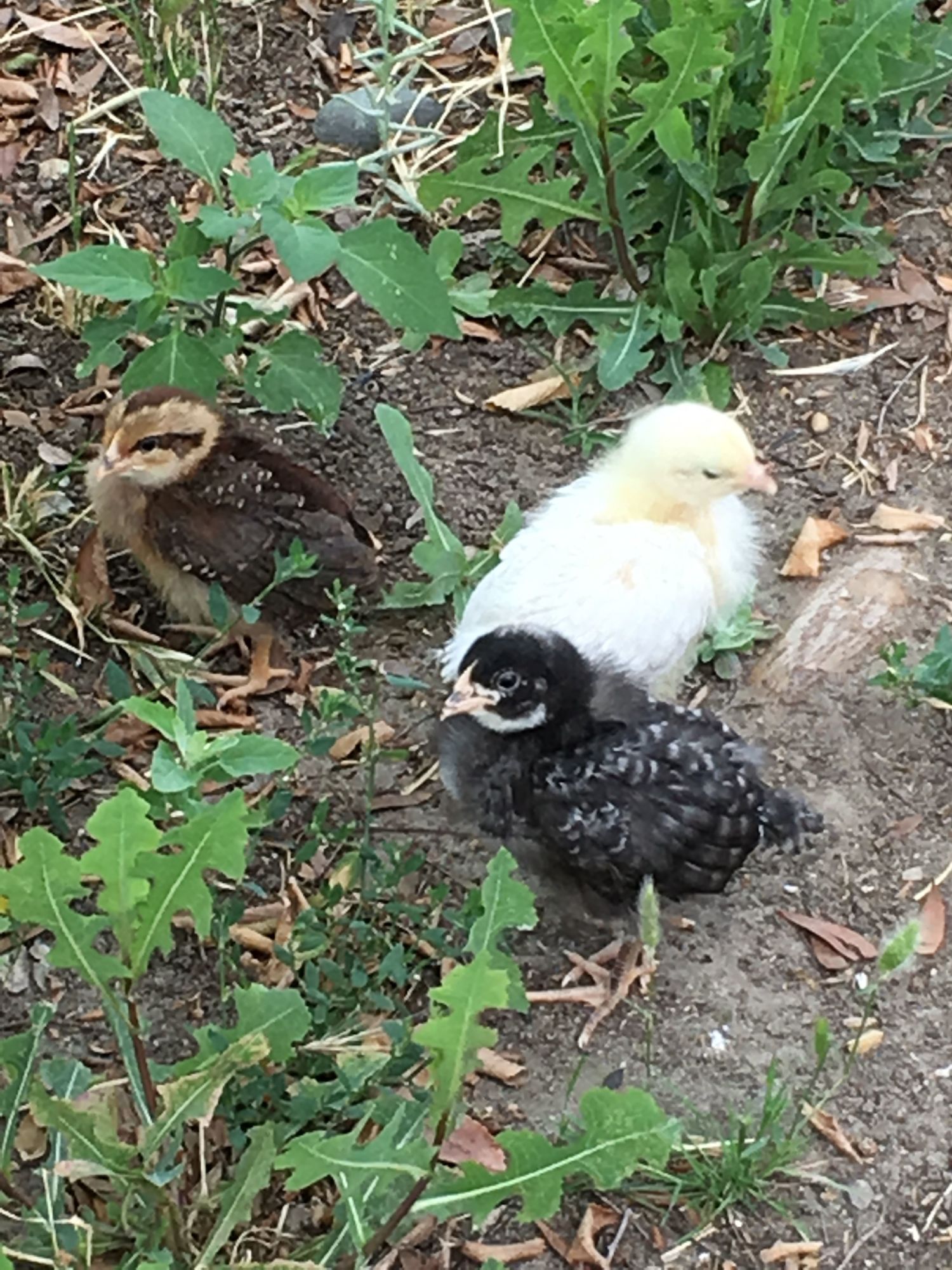 (Left to right) Hazel the Leghorn, Sophia the Delaware, Cutie the Barred Rock.