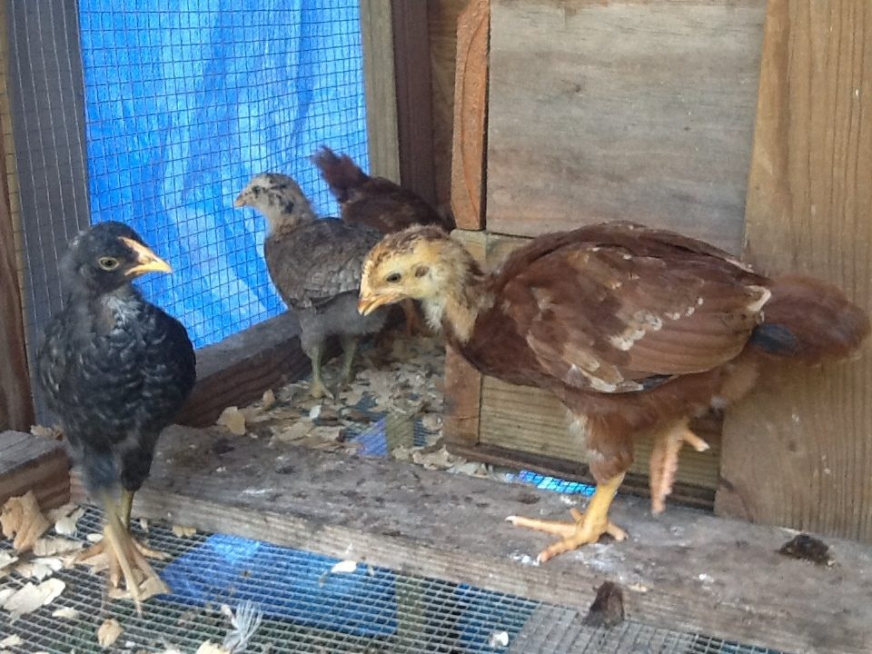 left to right- Matilda, Goofy, Minnie and Micky in the front of nesting box